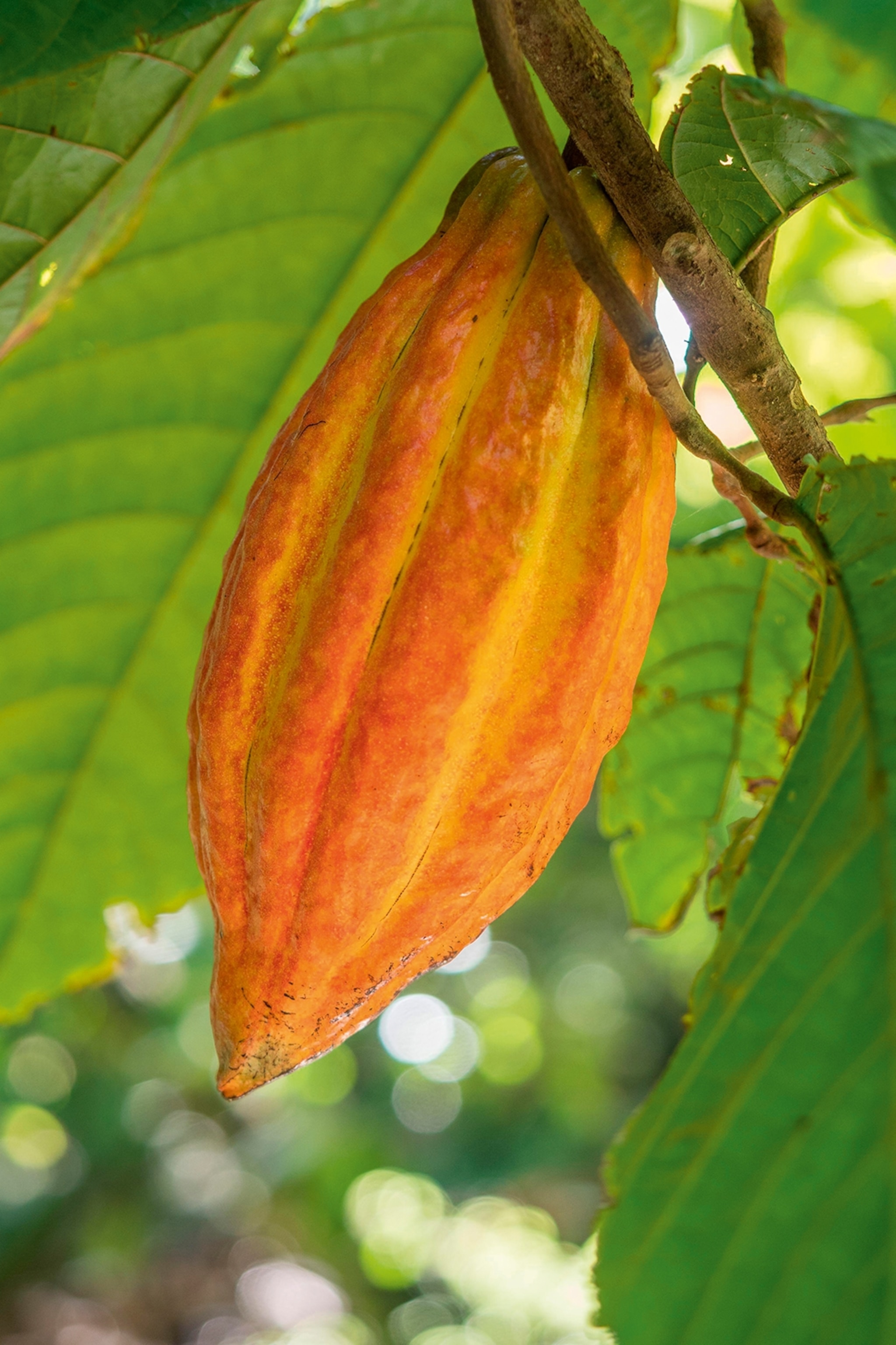 A cocoa bean hanging on a tree.
