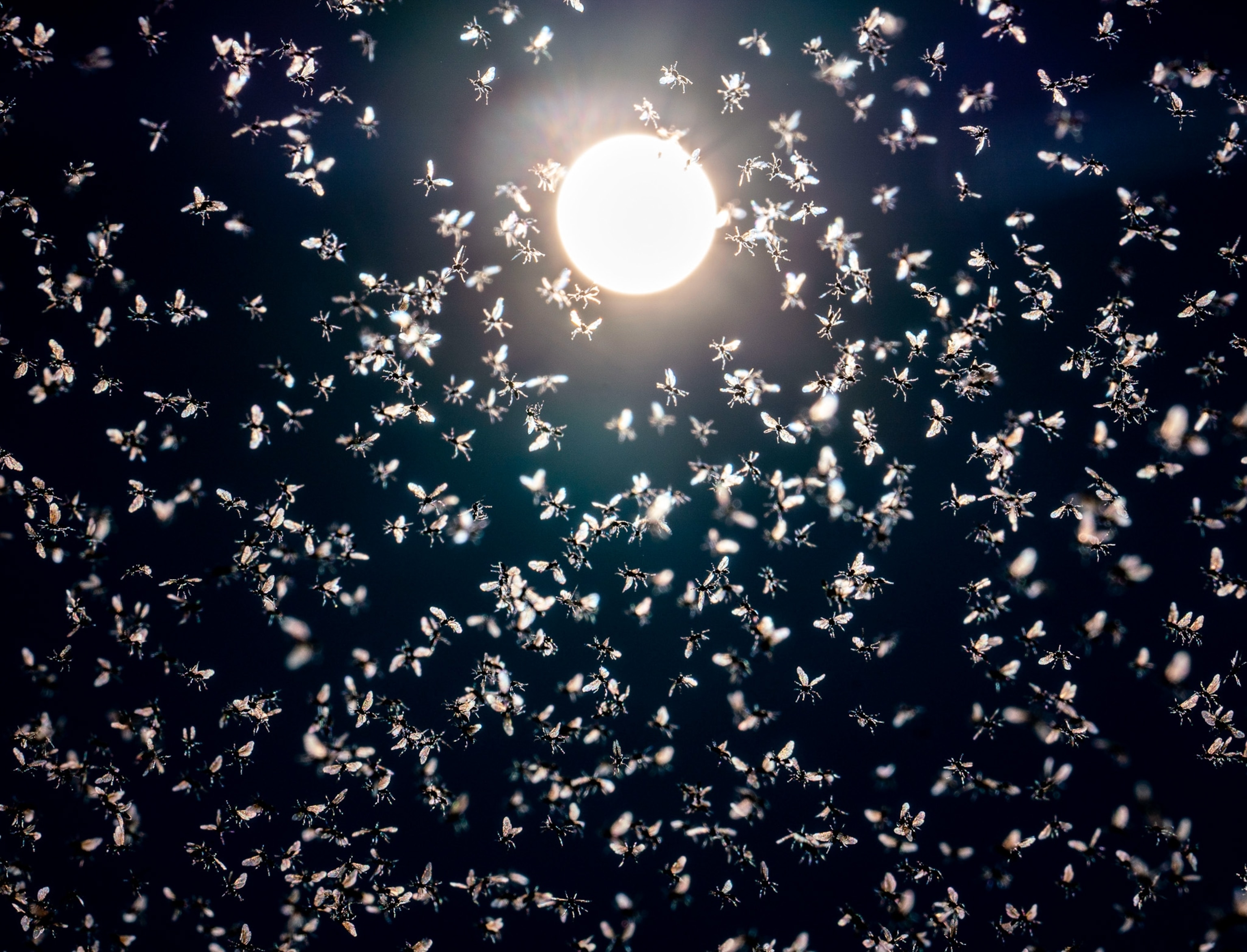 Bright light has mosquitos swarm.
