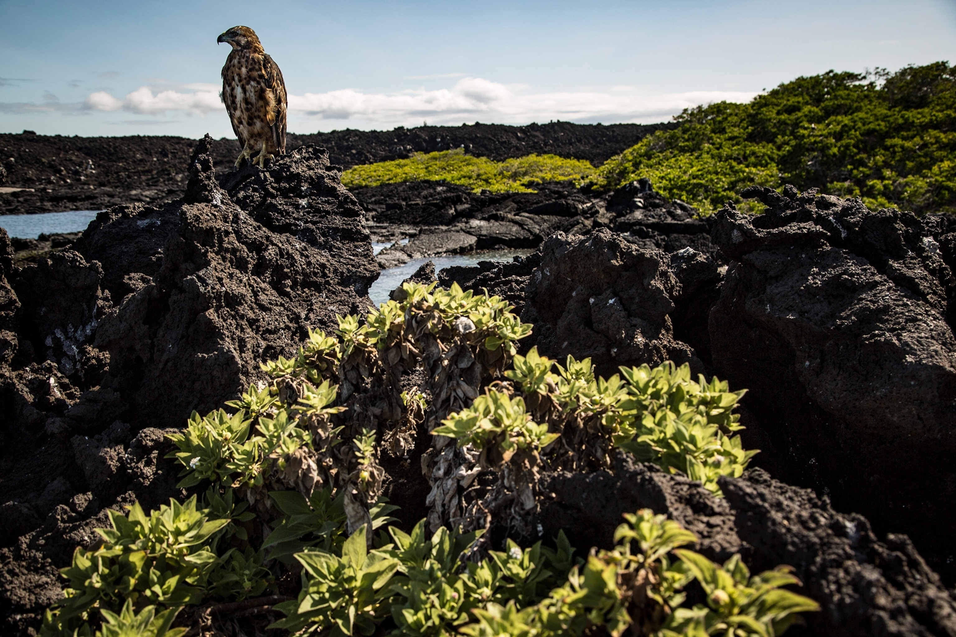 a Galápagos hawk and Scalesia, a daisy tree, on Isabela Island in the Galápagos Islands