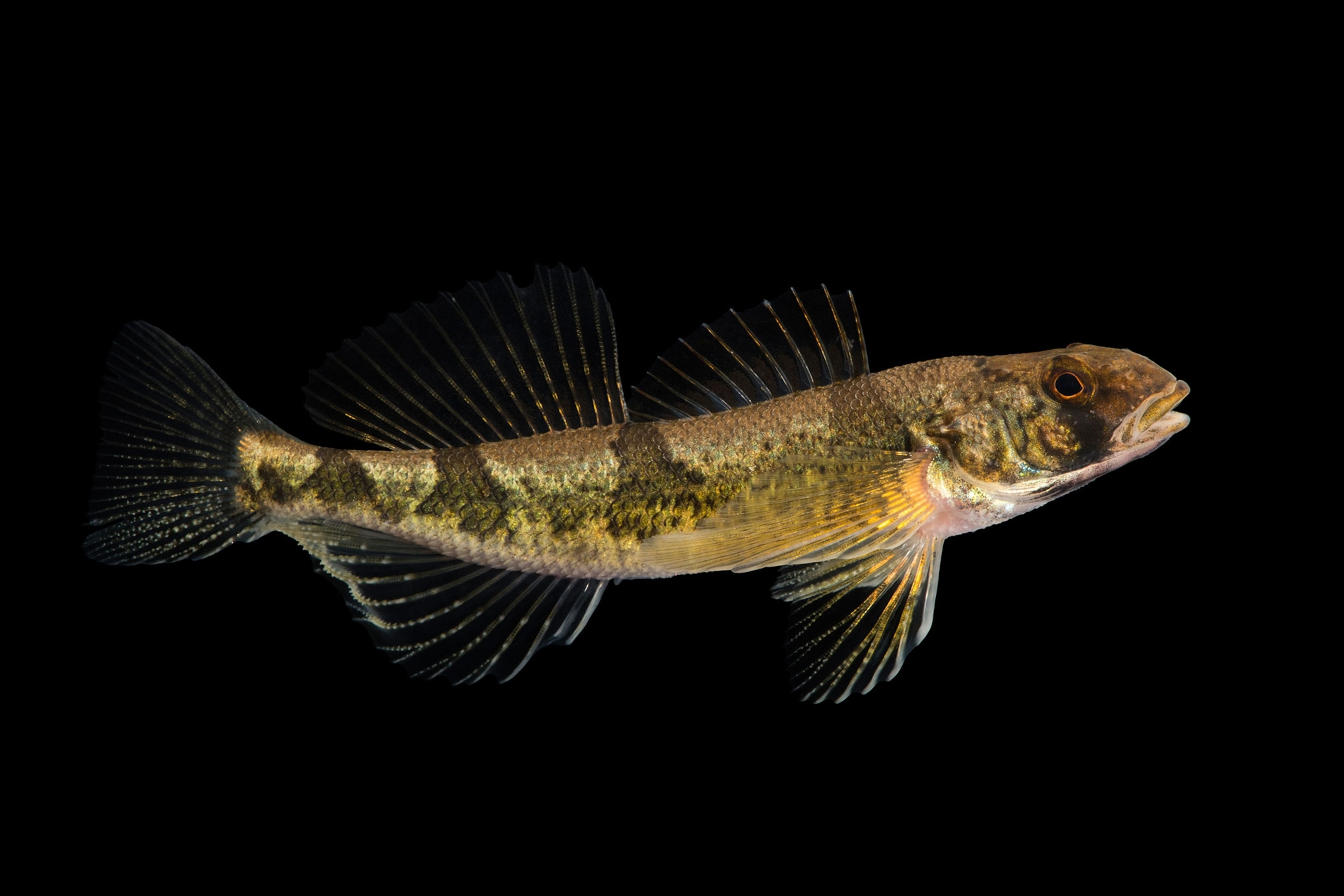 a snail darter