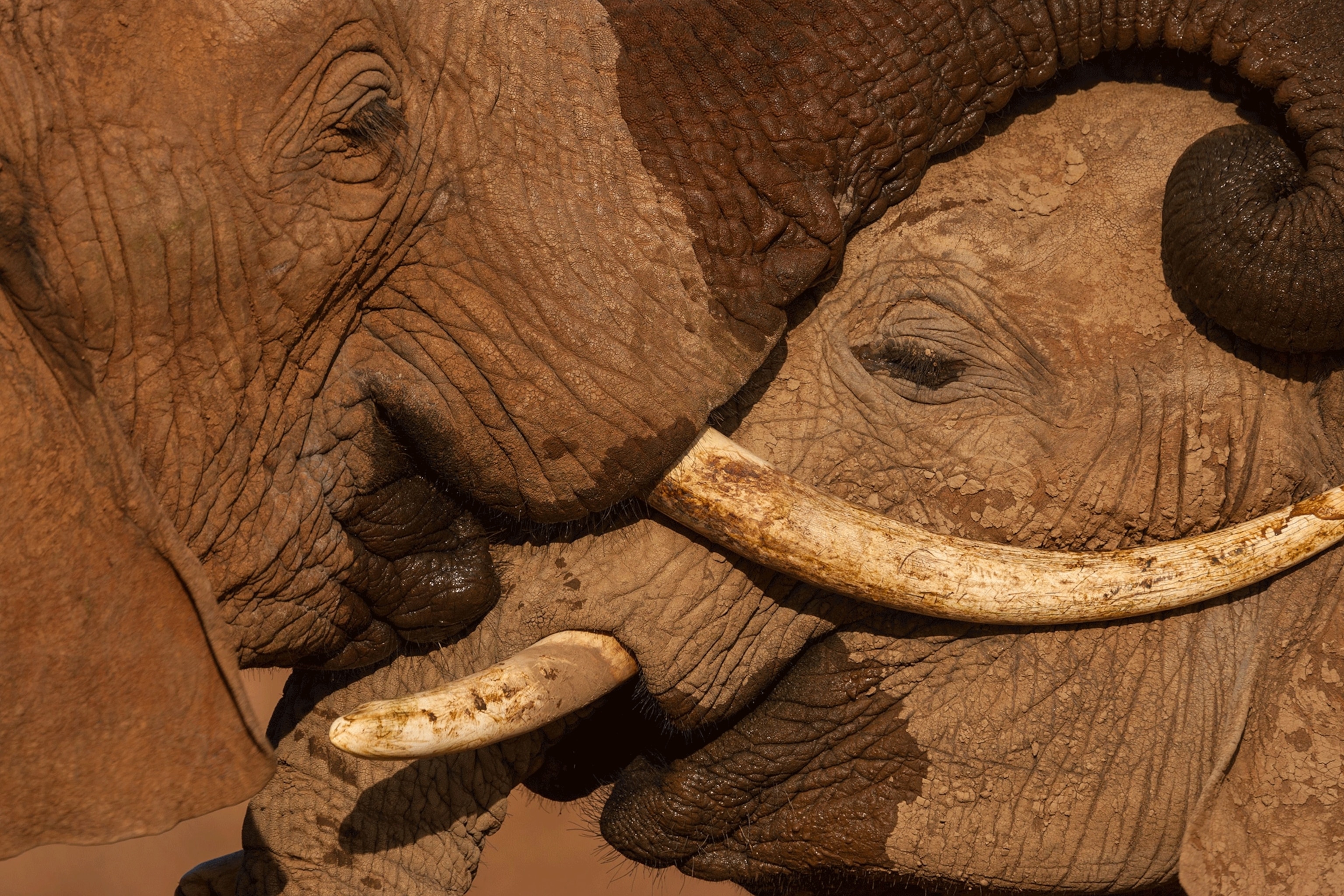 elephants