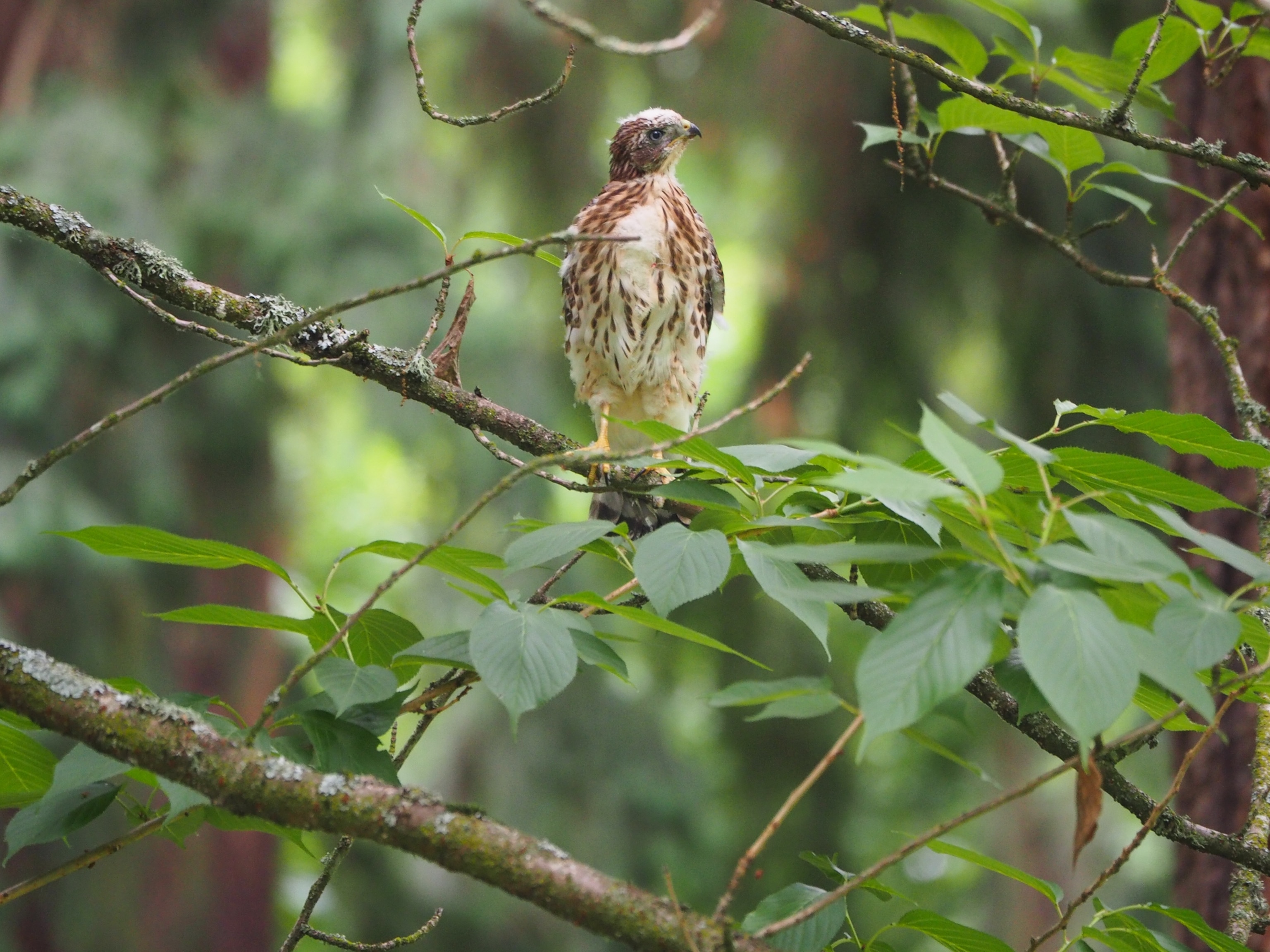 Hawk on a perch