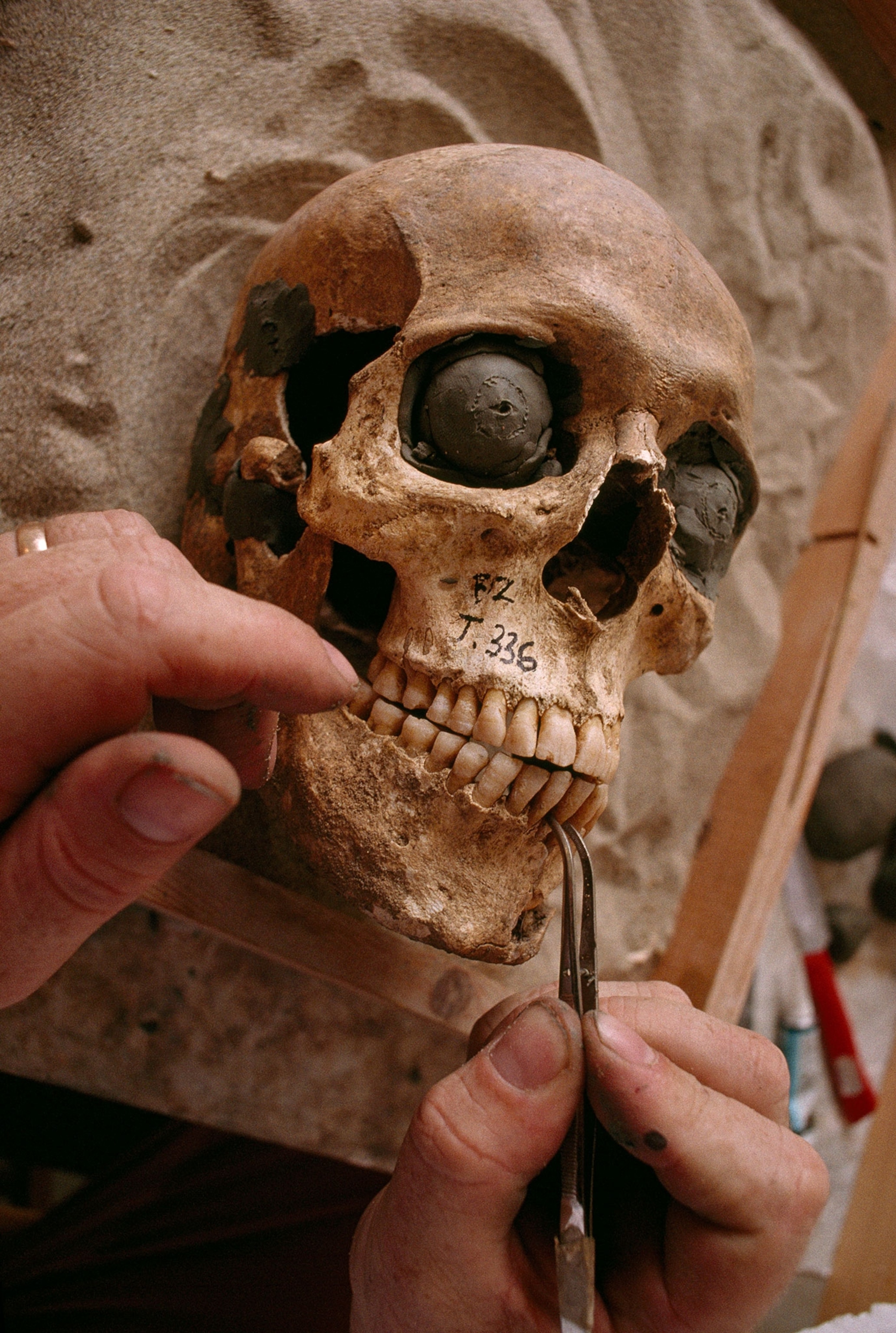 a human skeleton