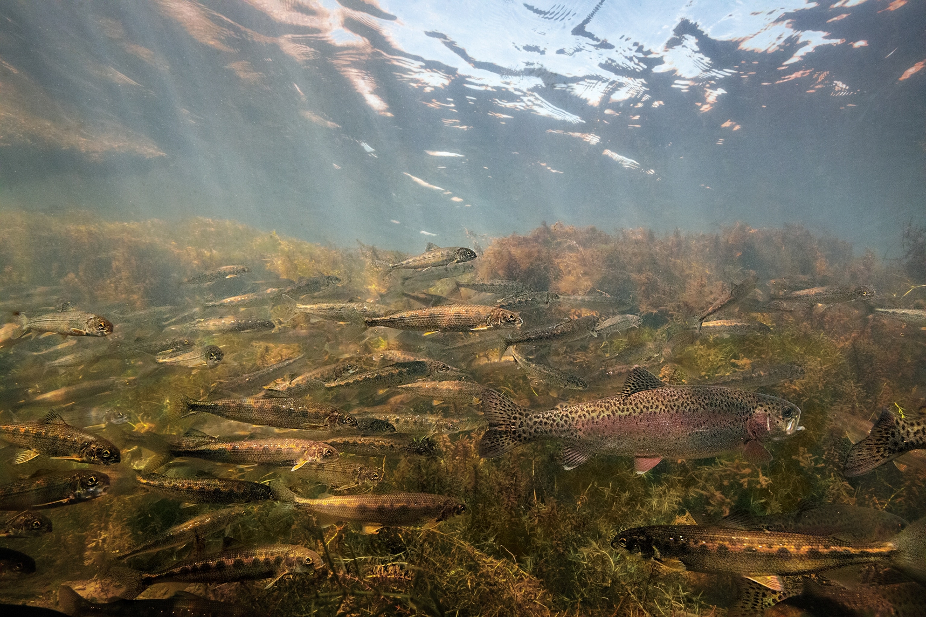 Picture of a redband trout with a distinct red band along its side, swimming among mountain whitefish.