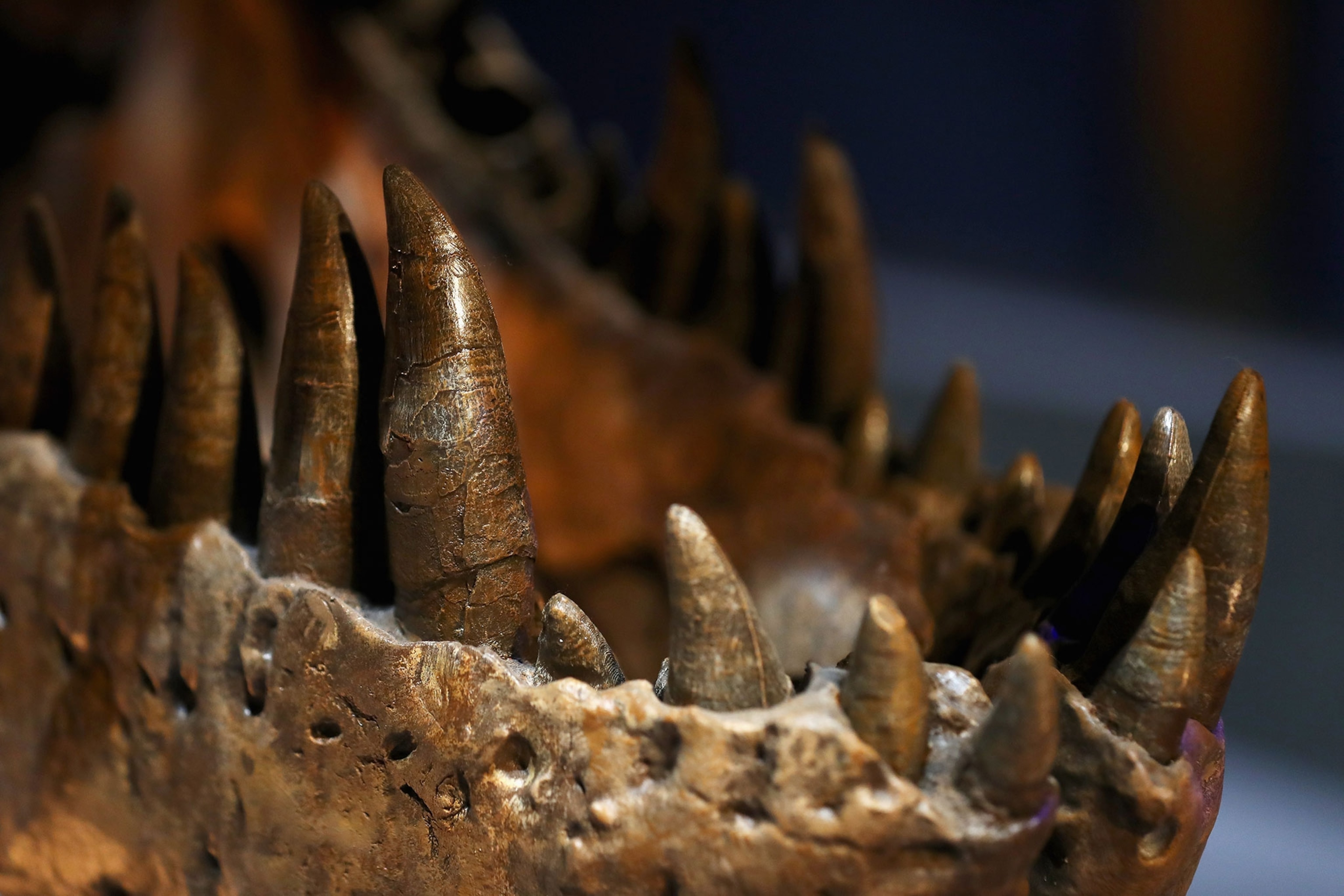 the skull, jaw and teeth of Trix the female T-Rex exhibition.