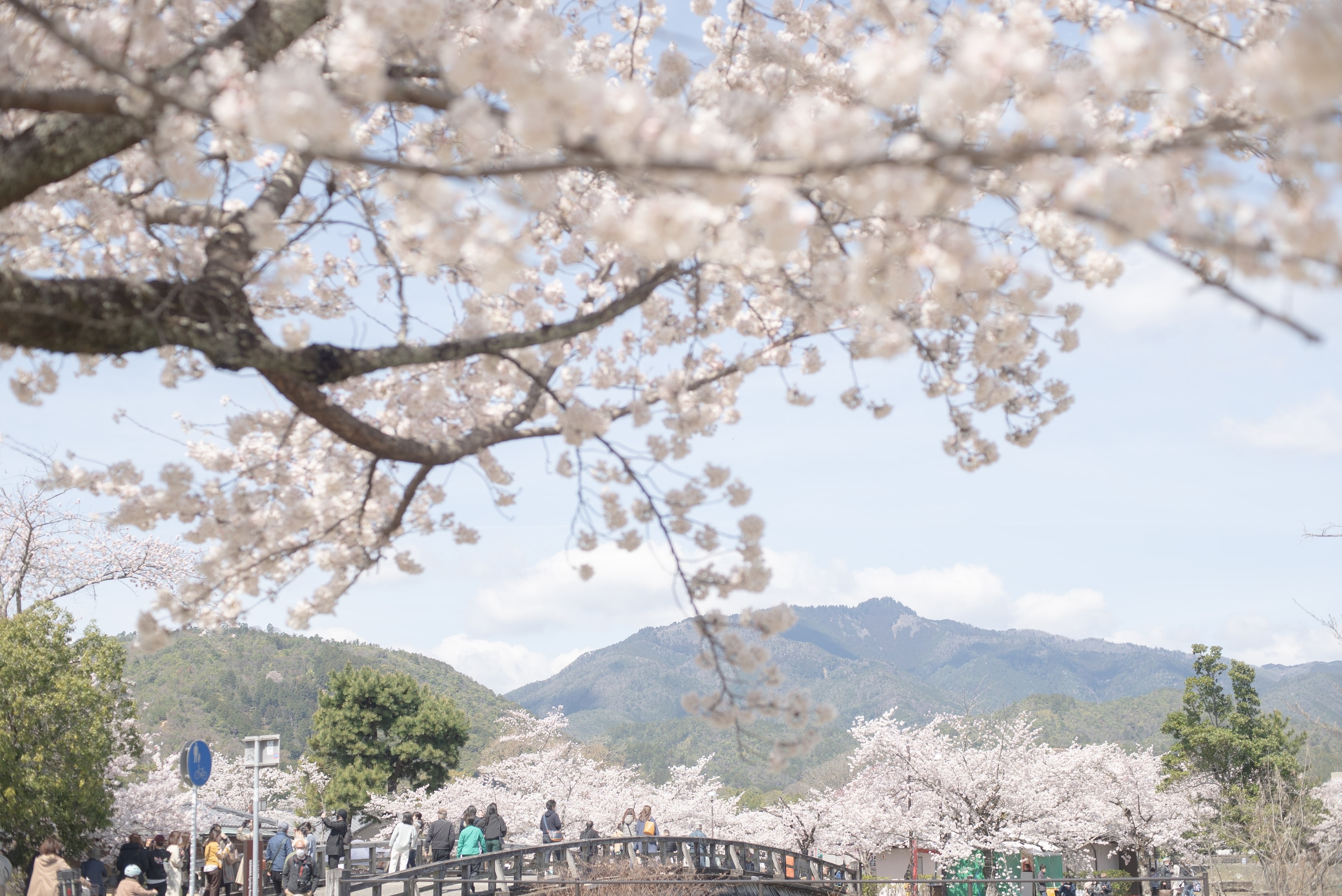 A cherry blossom in bloom over a view of a bridge with people walking across it. Hills line the horizon.