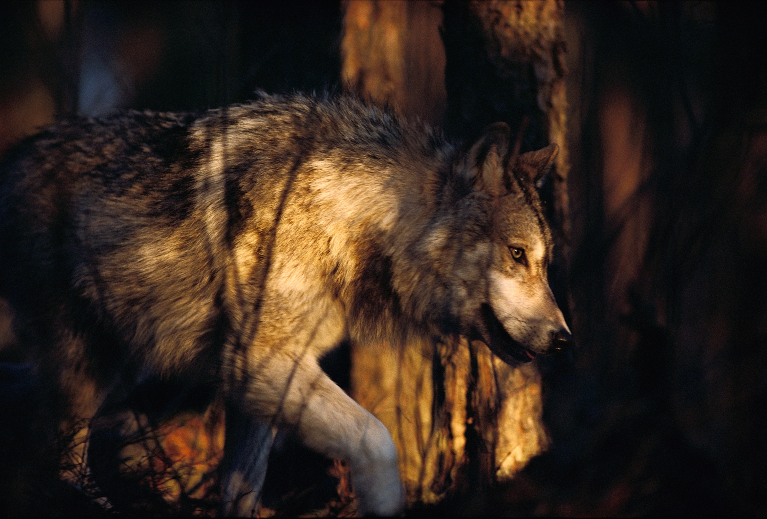 A gray wolf is seen walking through a patch of light in the forest.