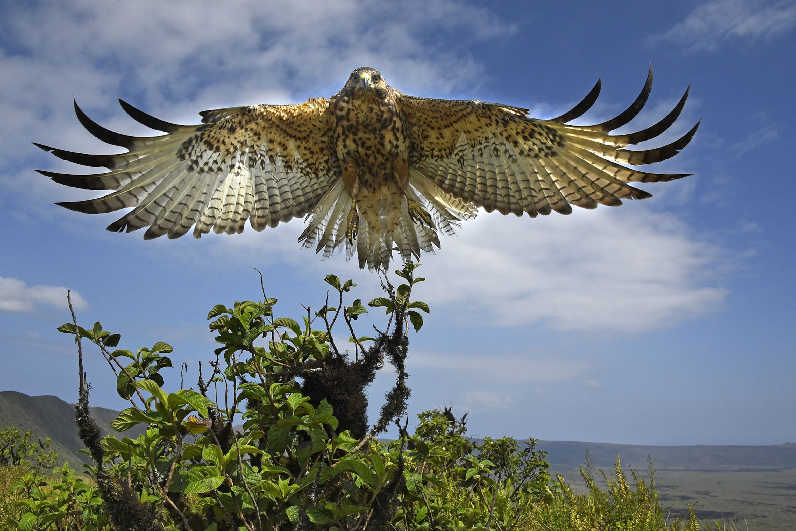 a hawk