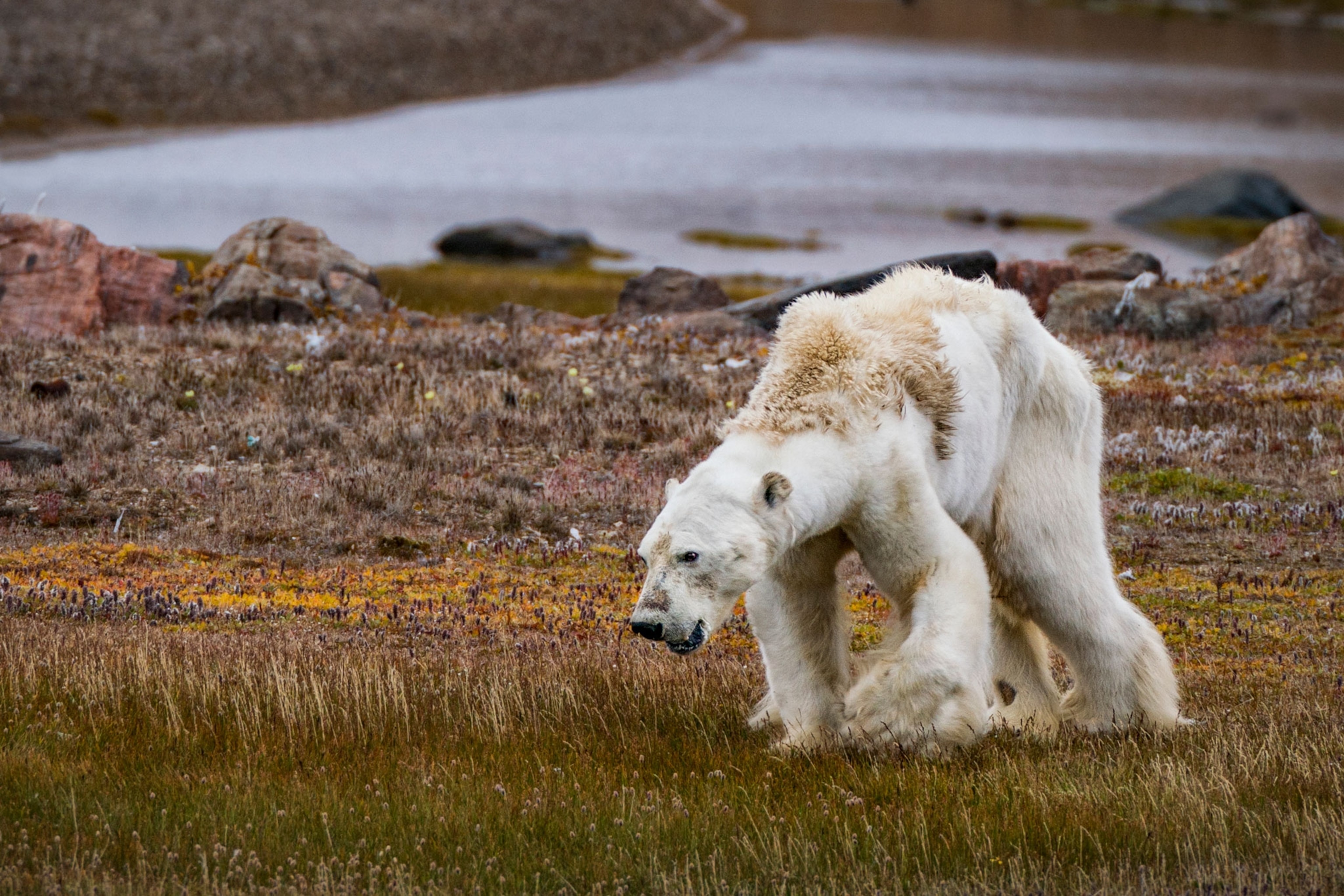 a polar bear