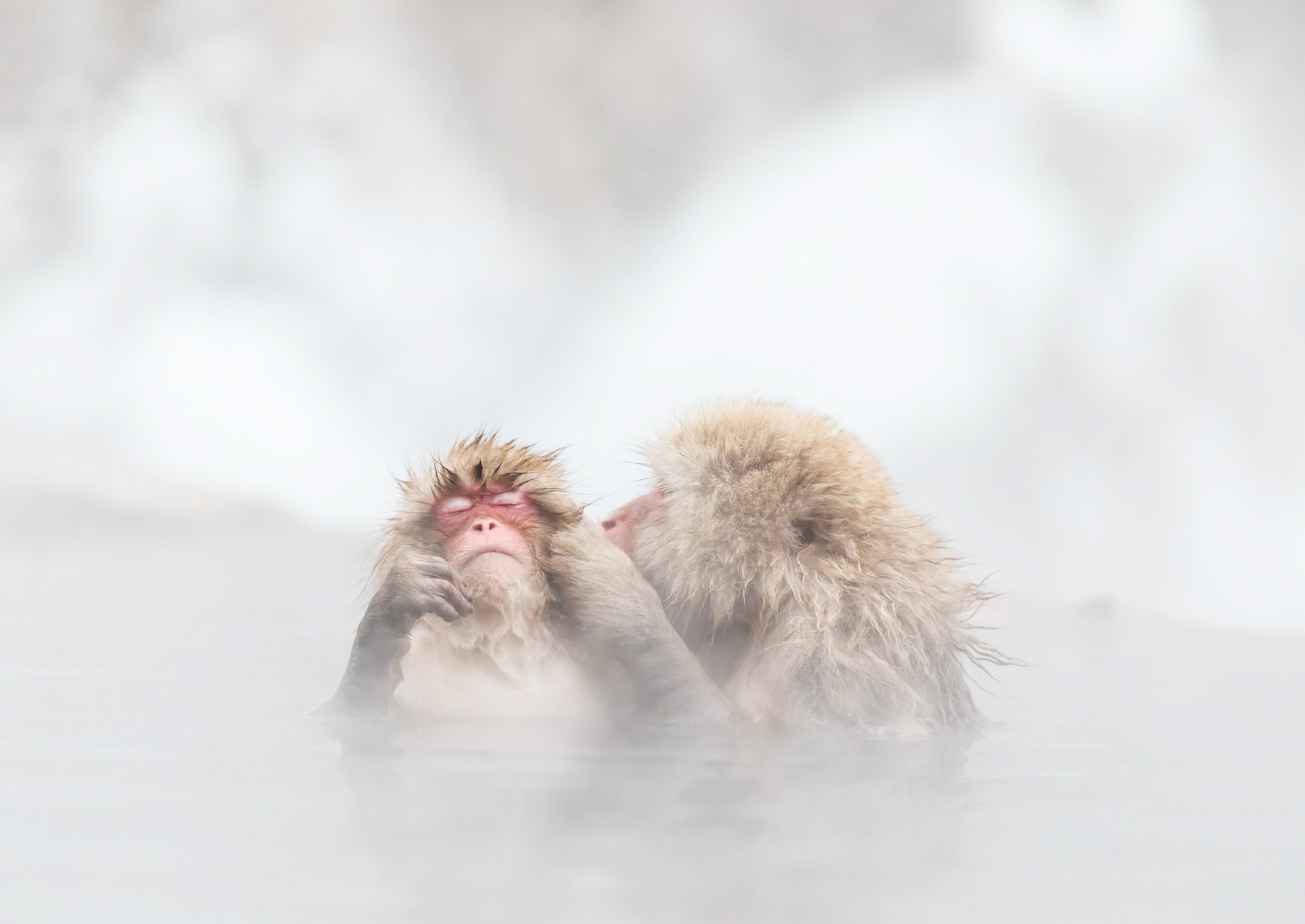 monkey