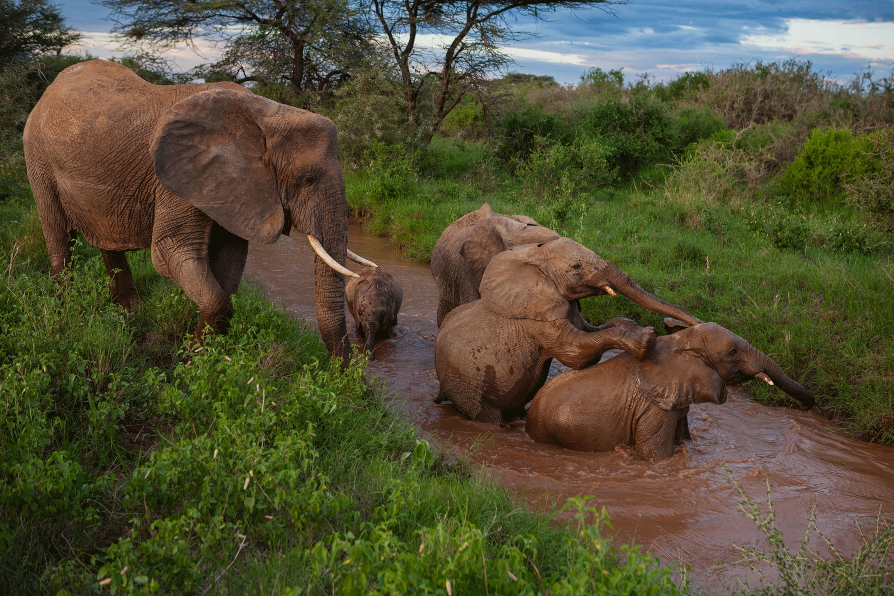 elephant