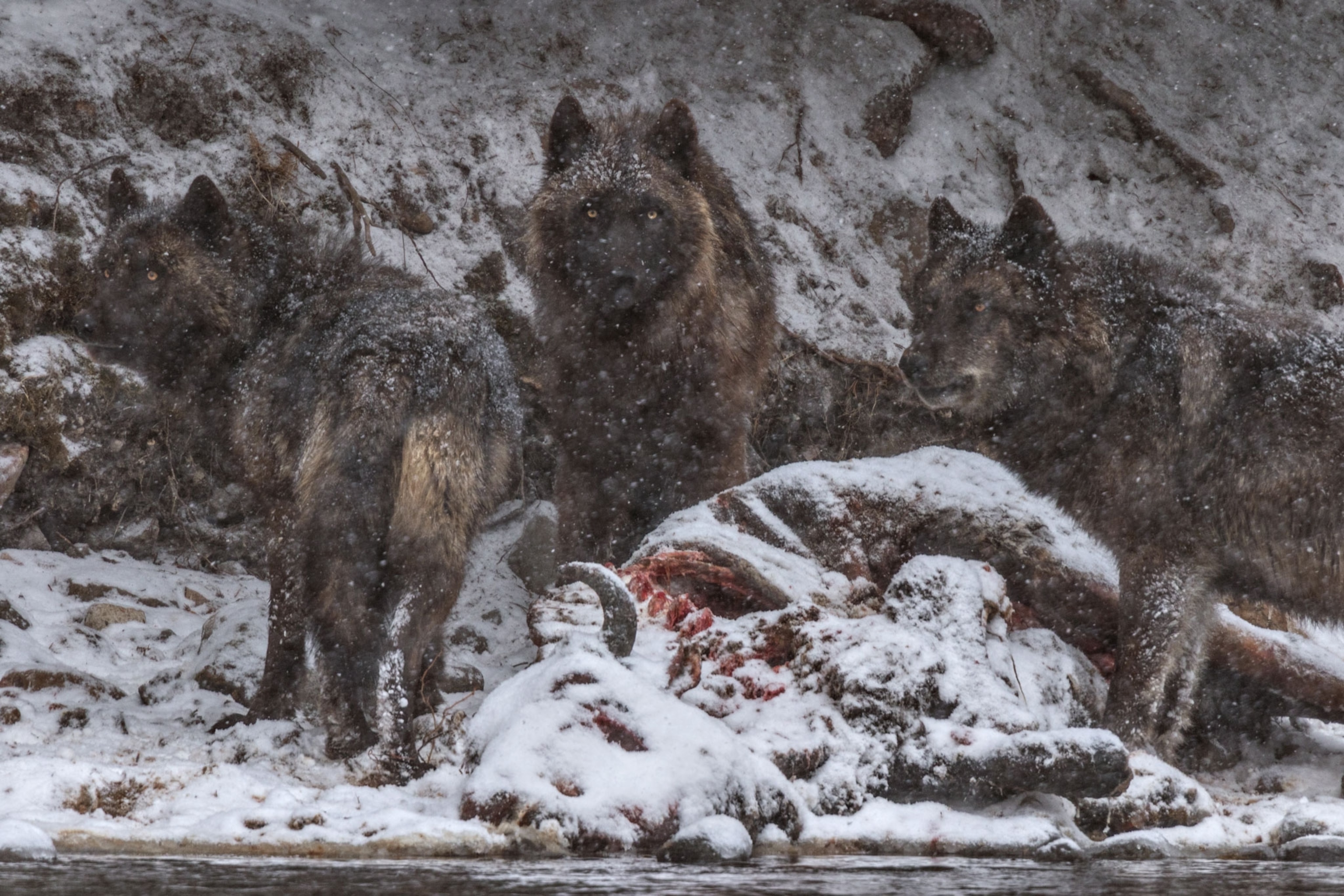 Yellowstone wolves near the carcass of a bison