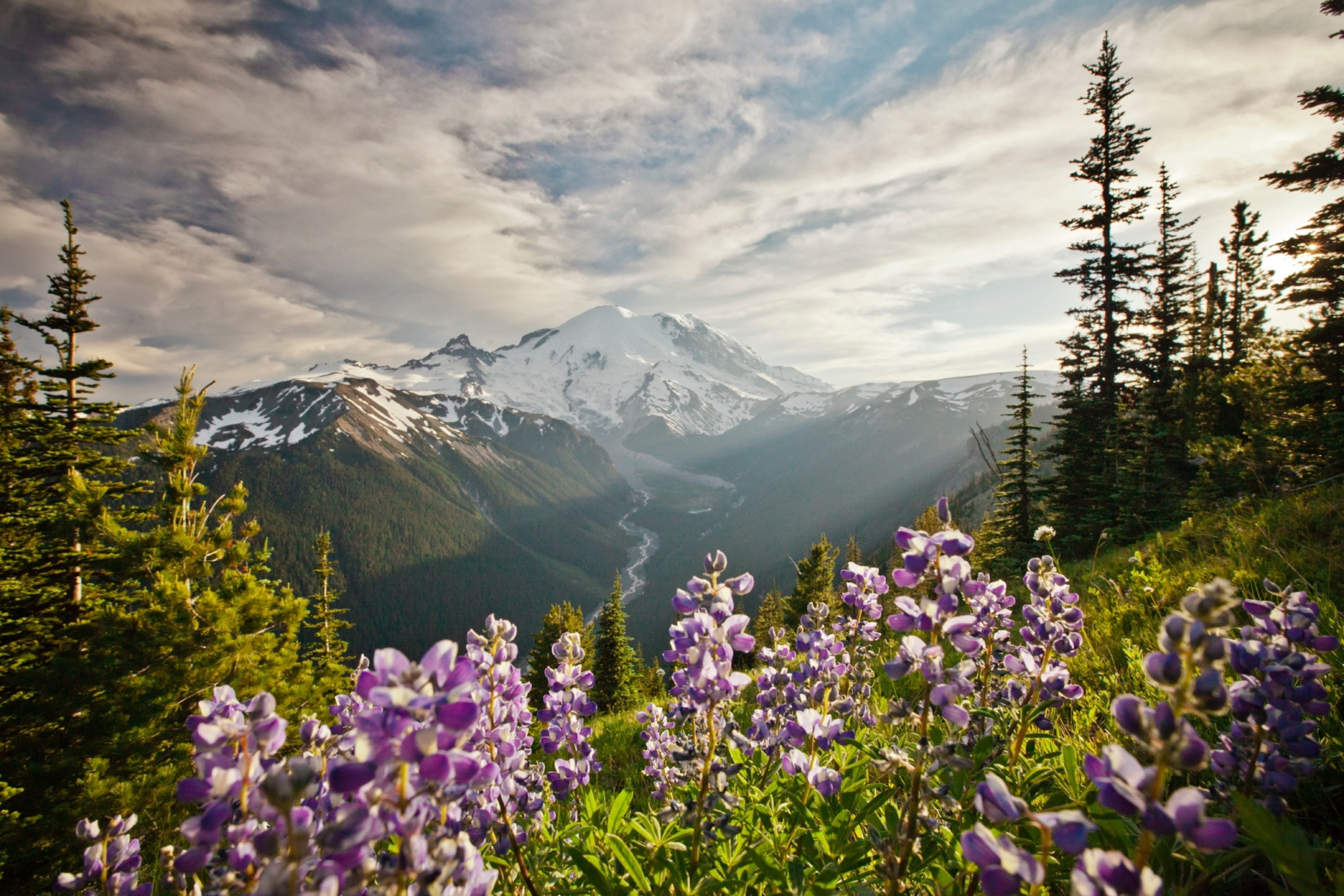 Landscape image with mountain and flowers