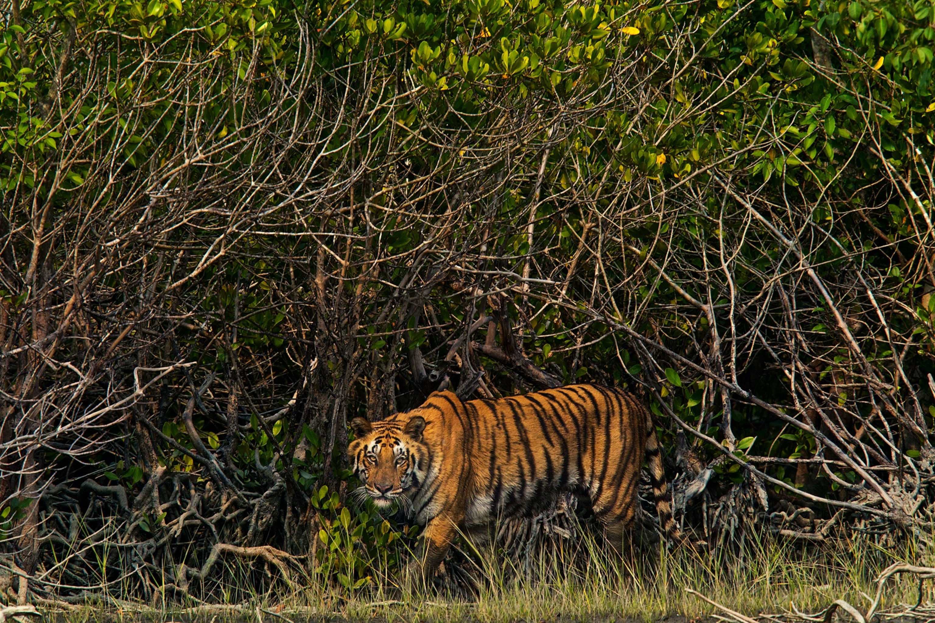 a tiger