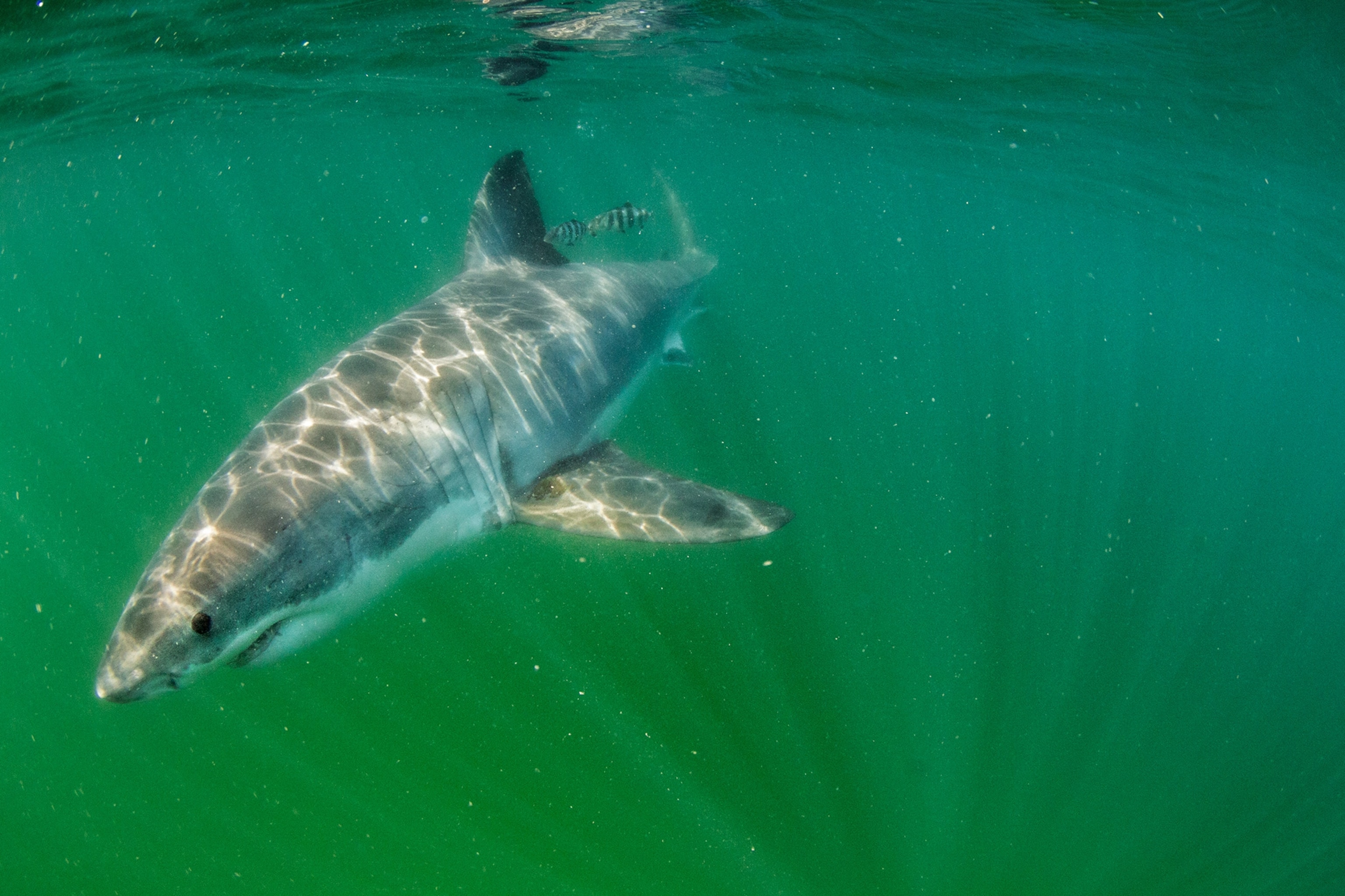 a great white shark swimming of the coast of cape cod