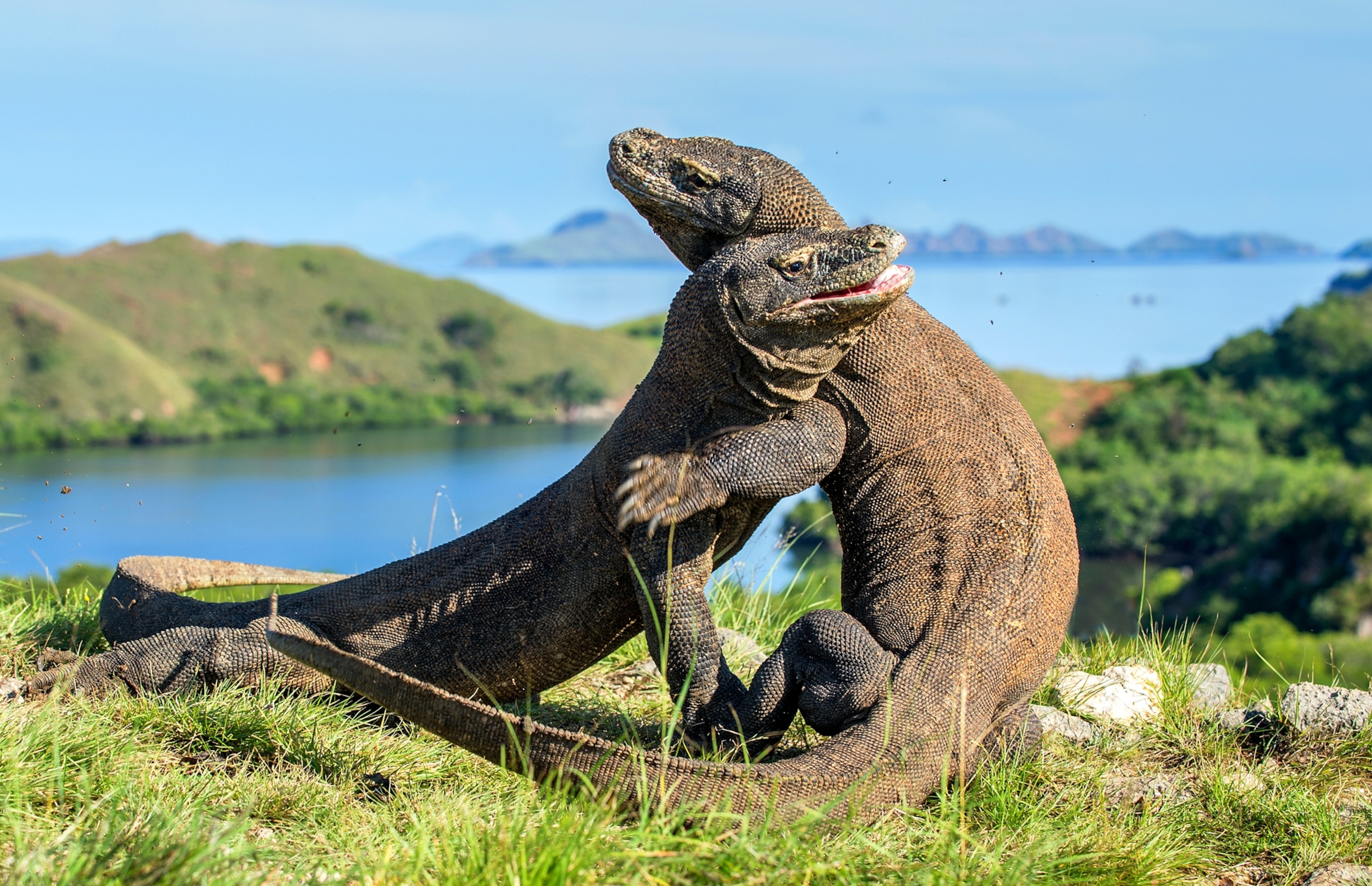 Komodo dragons wrestle for dominance in a mating ritual