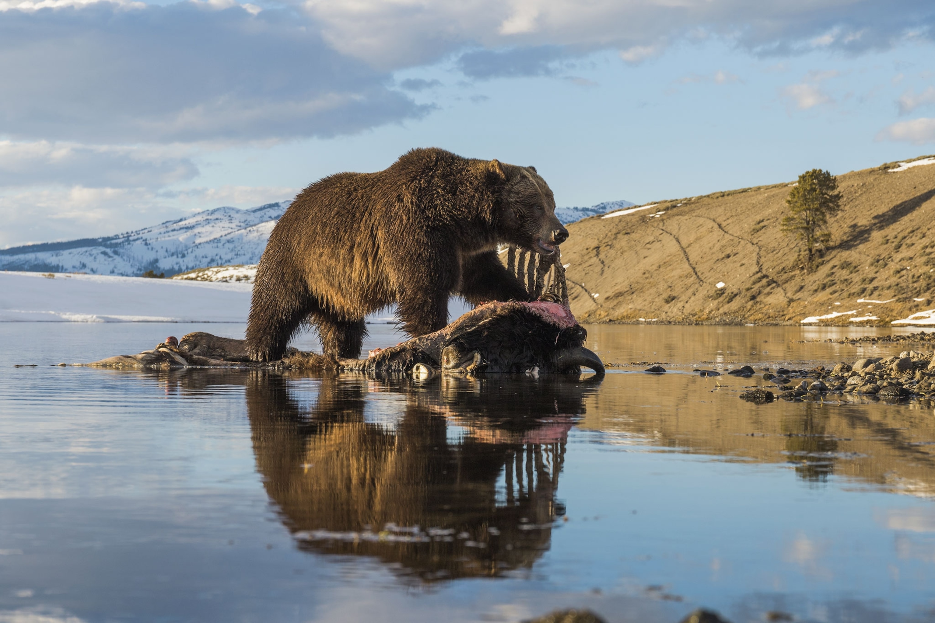 a grizzly bear in Yellowstone National Park