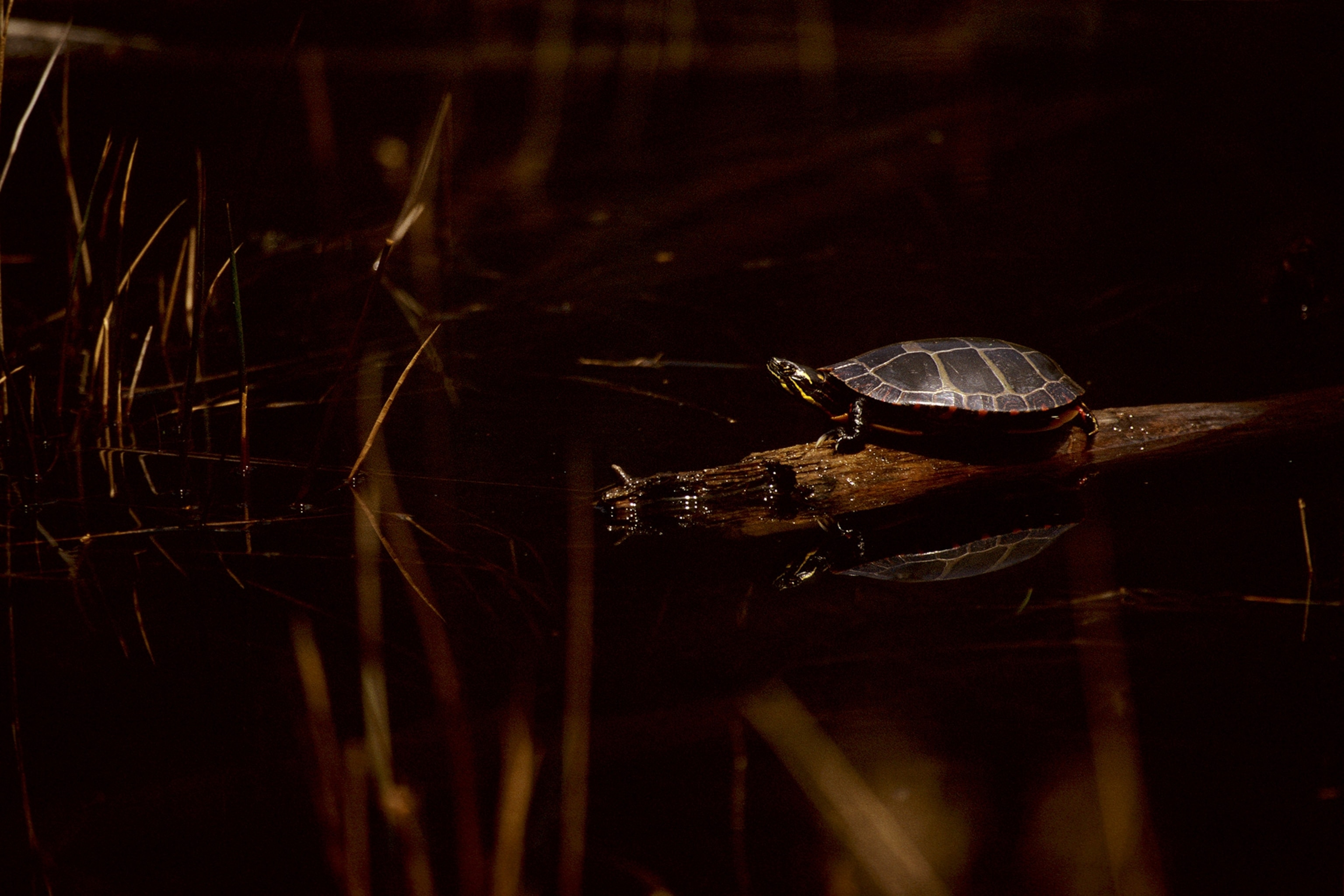 Through dark scenery you see a touch of light reflect of of a turtle and it sits on a log head slightly pitched up.