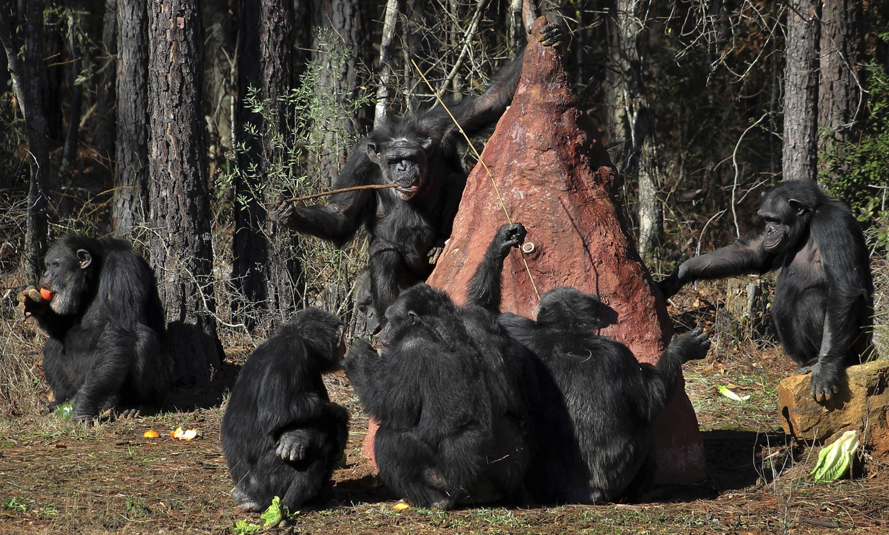 chimpanzees playing with a mock termite mound