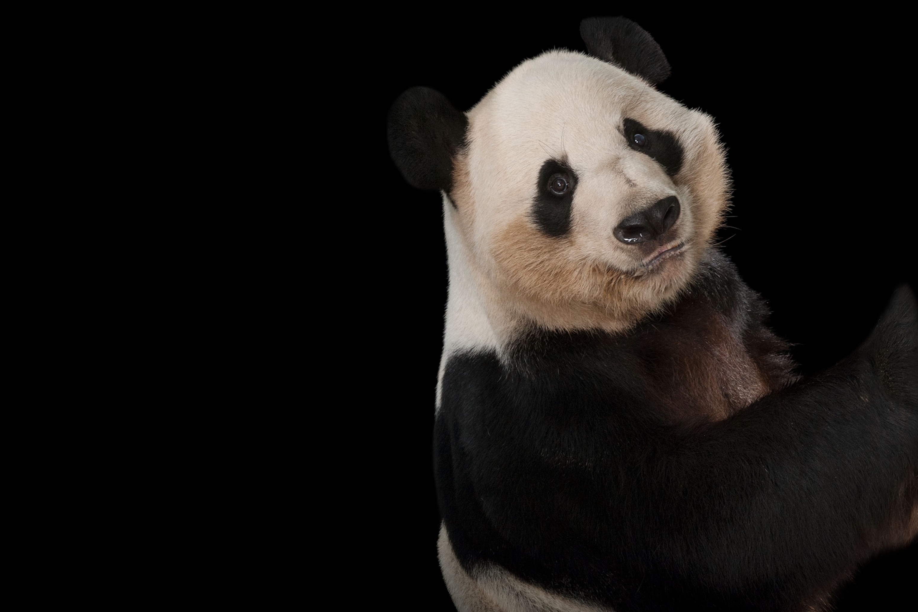 a giant panda