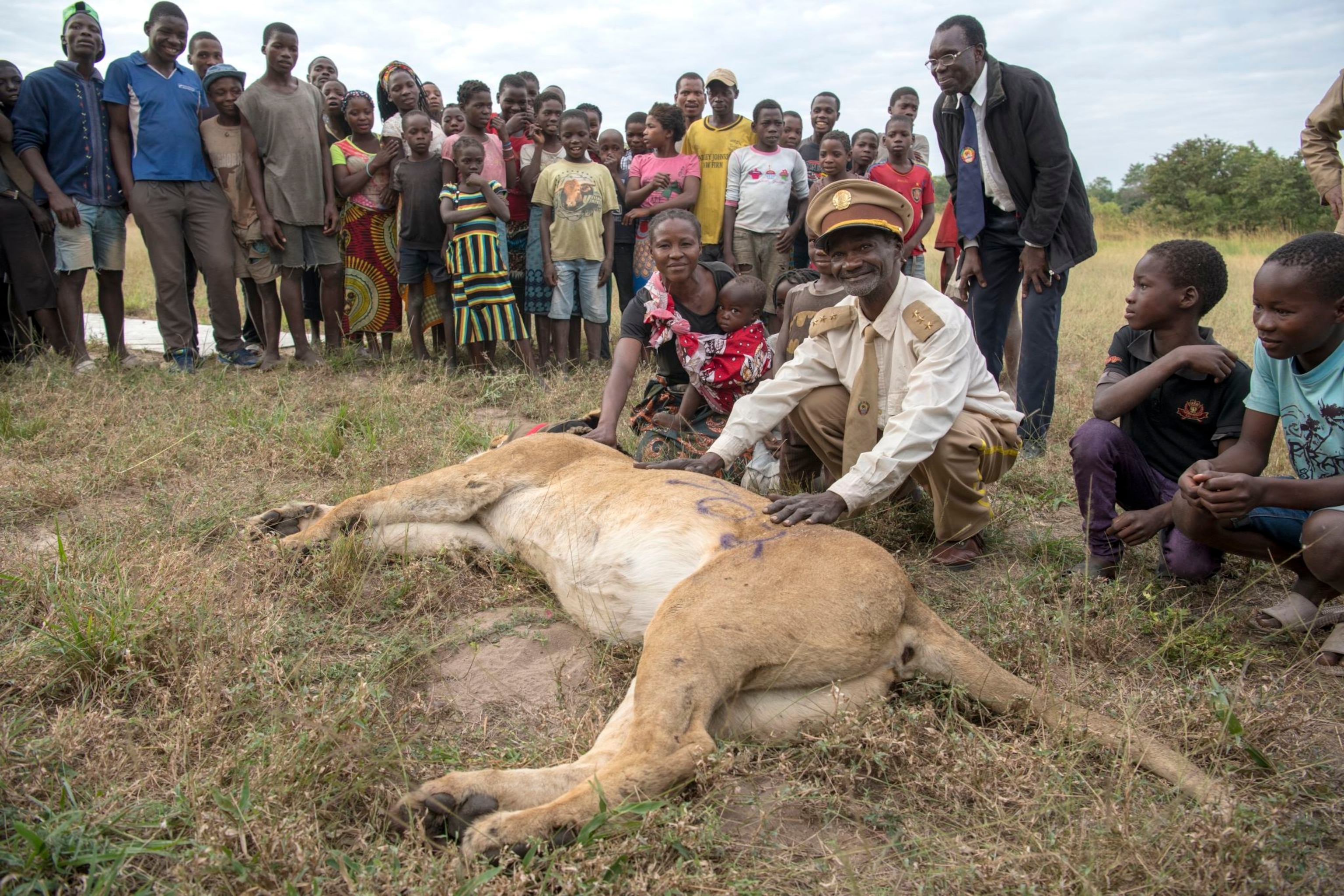 the village chief laying hands on a sedated lion
