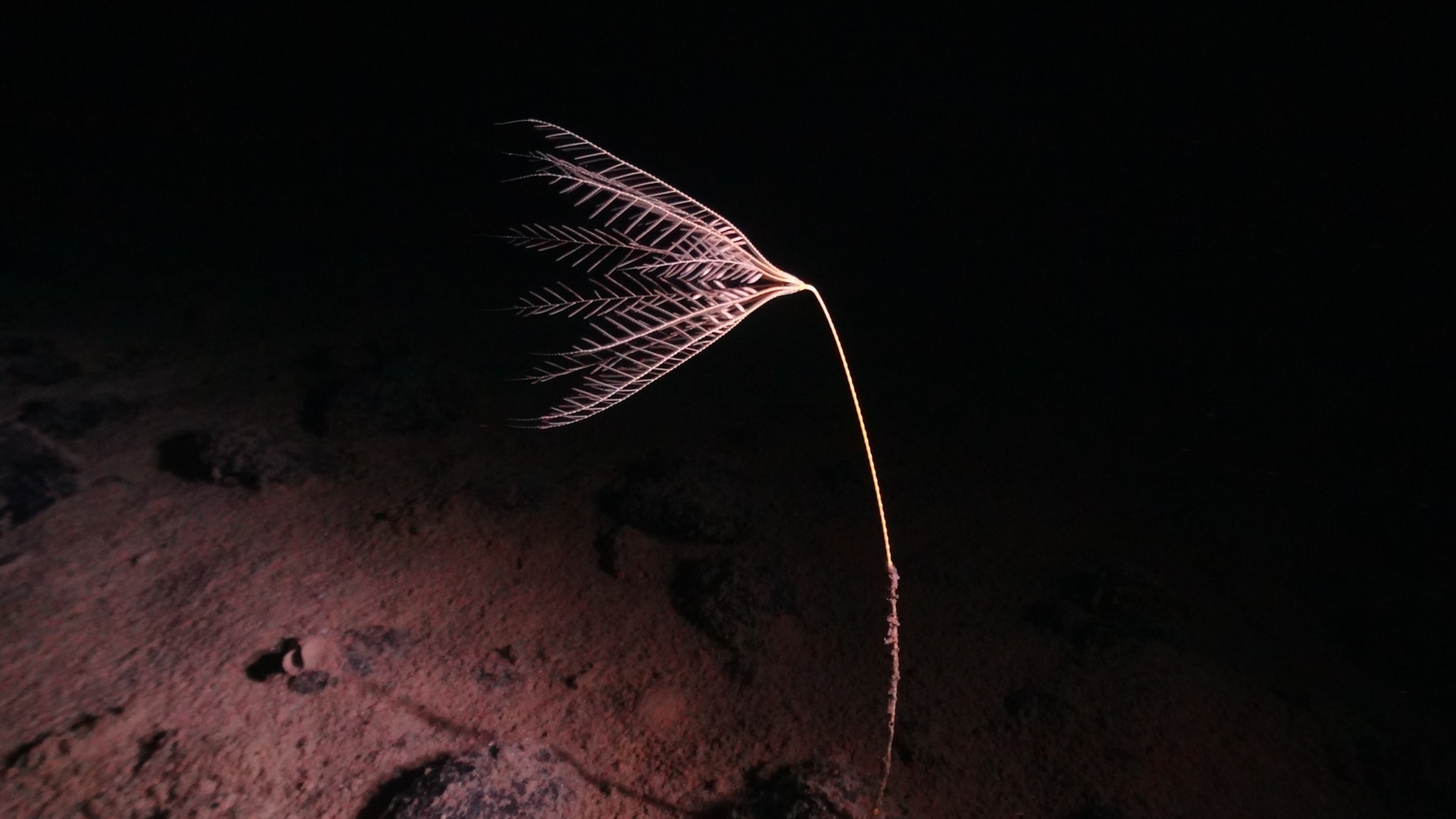 An abyssal crinoid, which is still attached to the ocean floor by a stalk in its juvenile form, appearing more like an underwater plant.