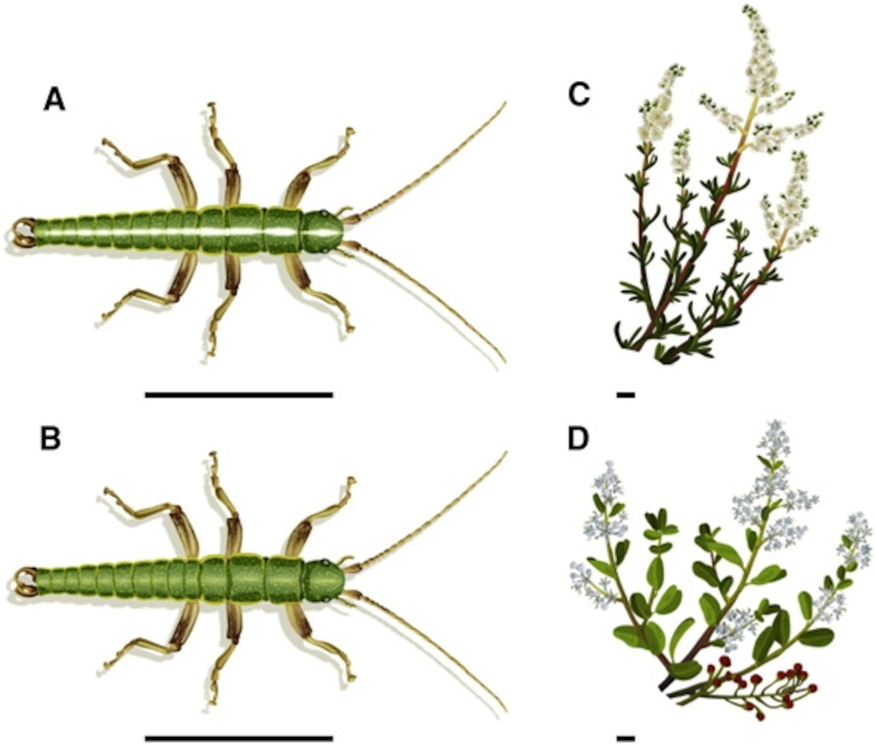 a striped form of walking stick (A) is often found on narrow-leafed bushes. A solid green one is often found on wide-leafed bushes.