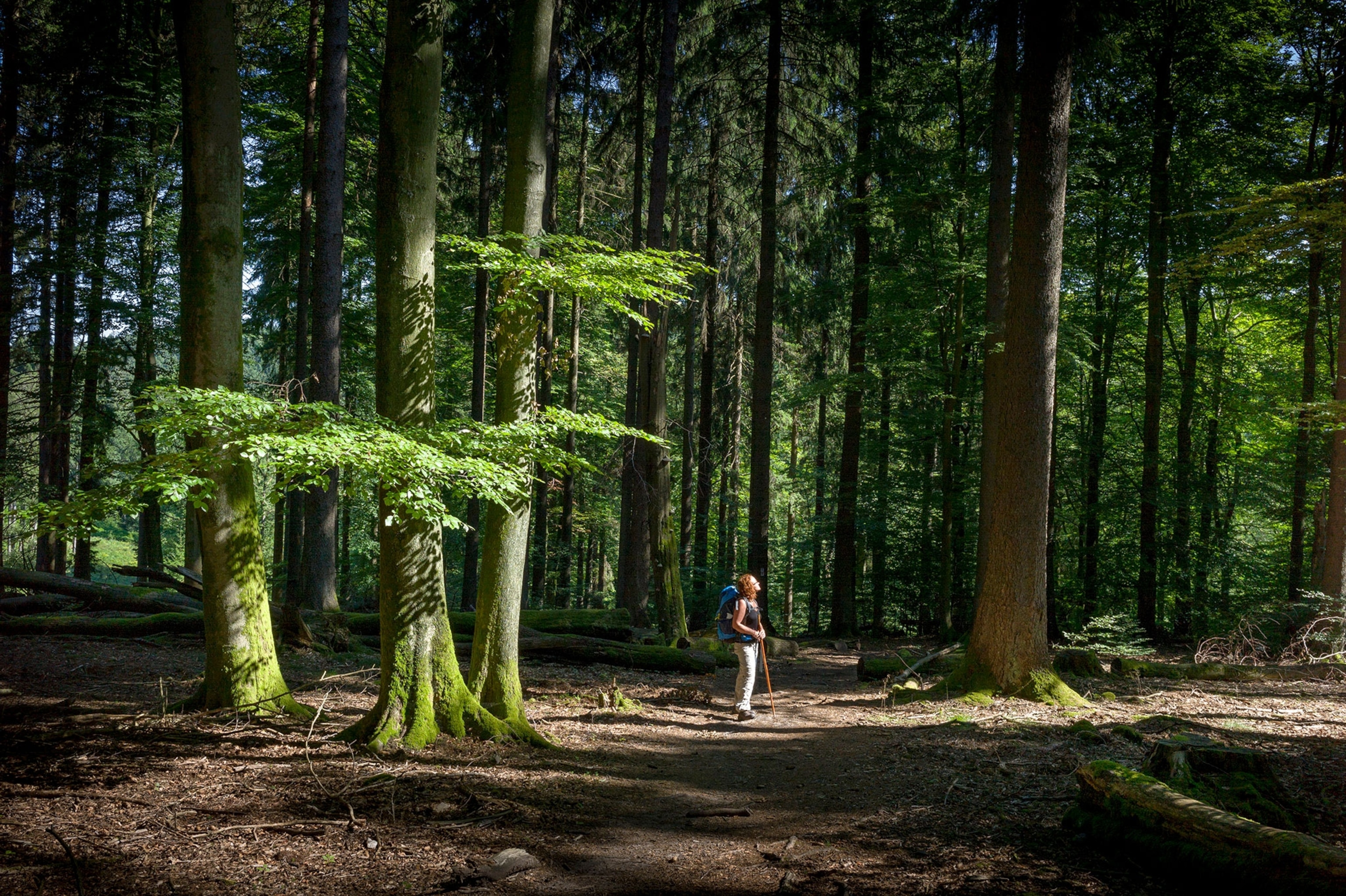 A person stands in a forest surrounded by tall green trees with a brown path down the middle.