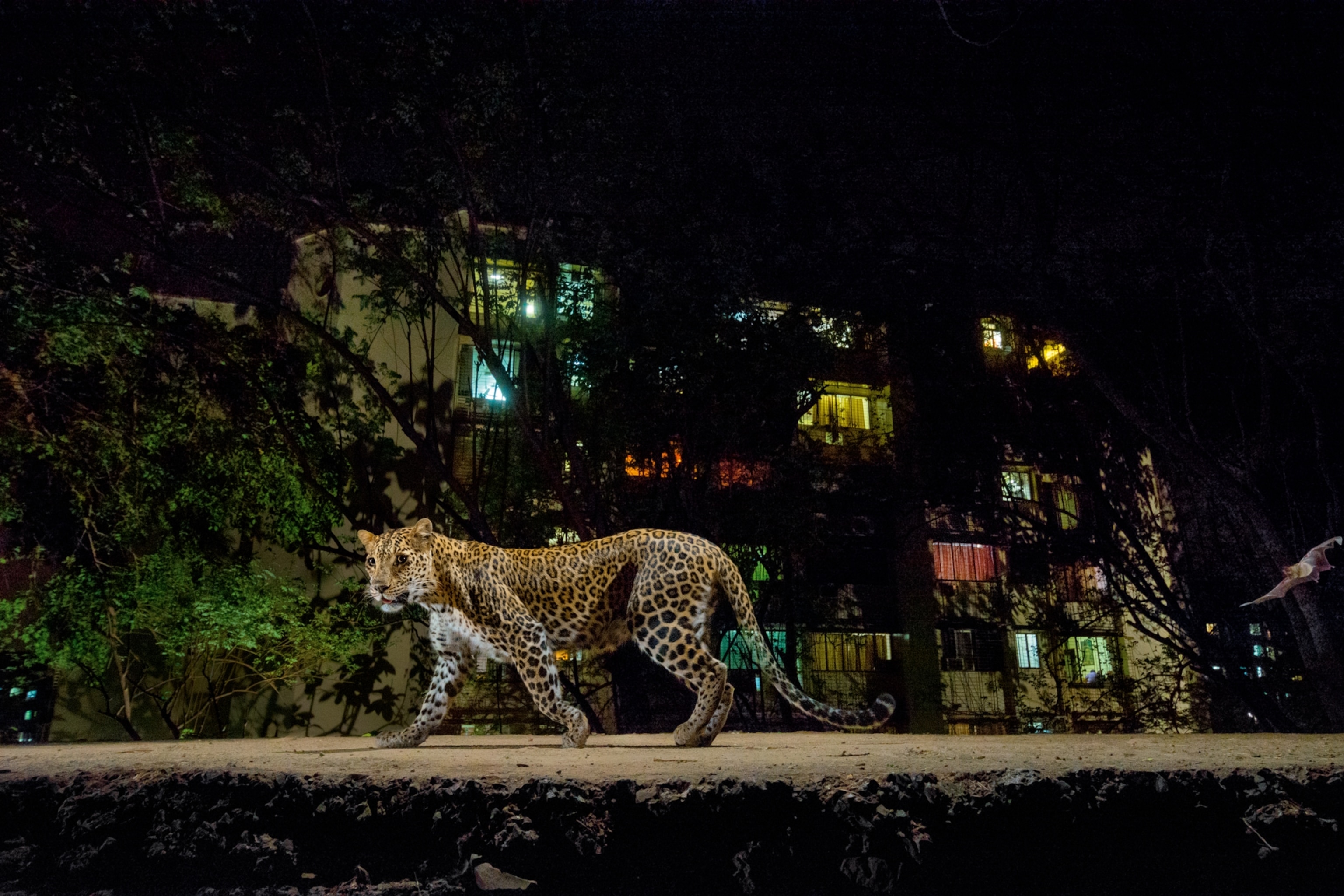 a leopard prowling on the edge of Sanjay Gandhi National Park in Mumbai, India
