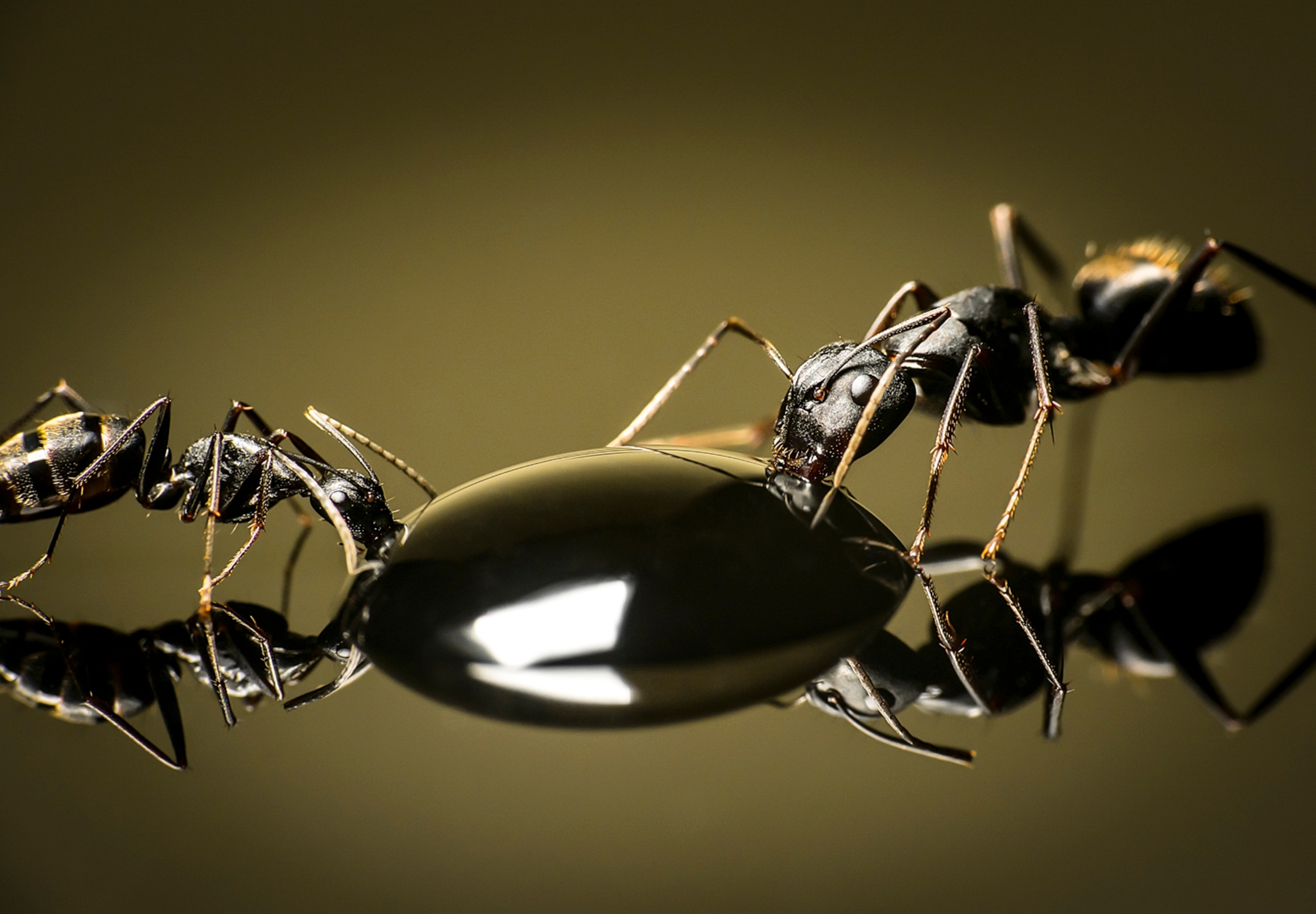 Picture of two ants, one very large on the right and one that is identical but smaller on the left both sipping from a sugar water droplet.