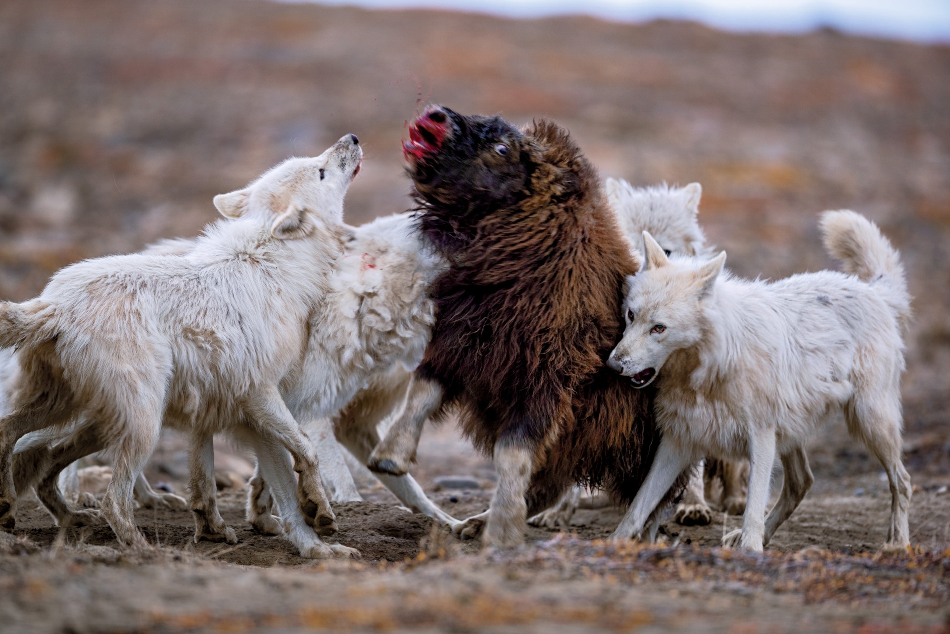 a pack of wolves attacking a young muskox