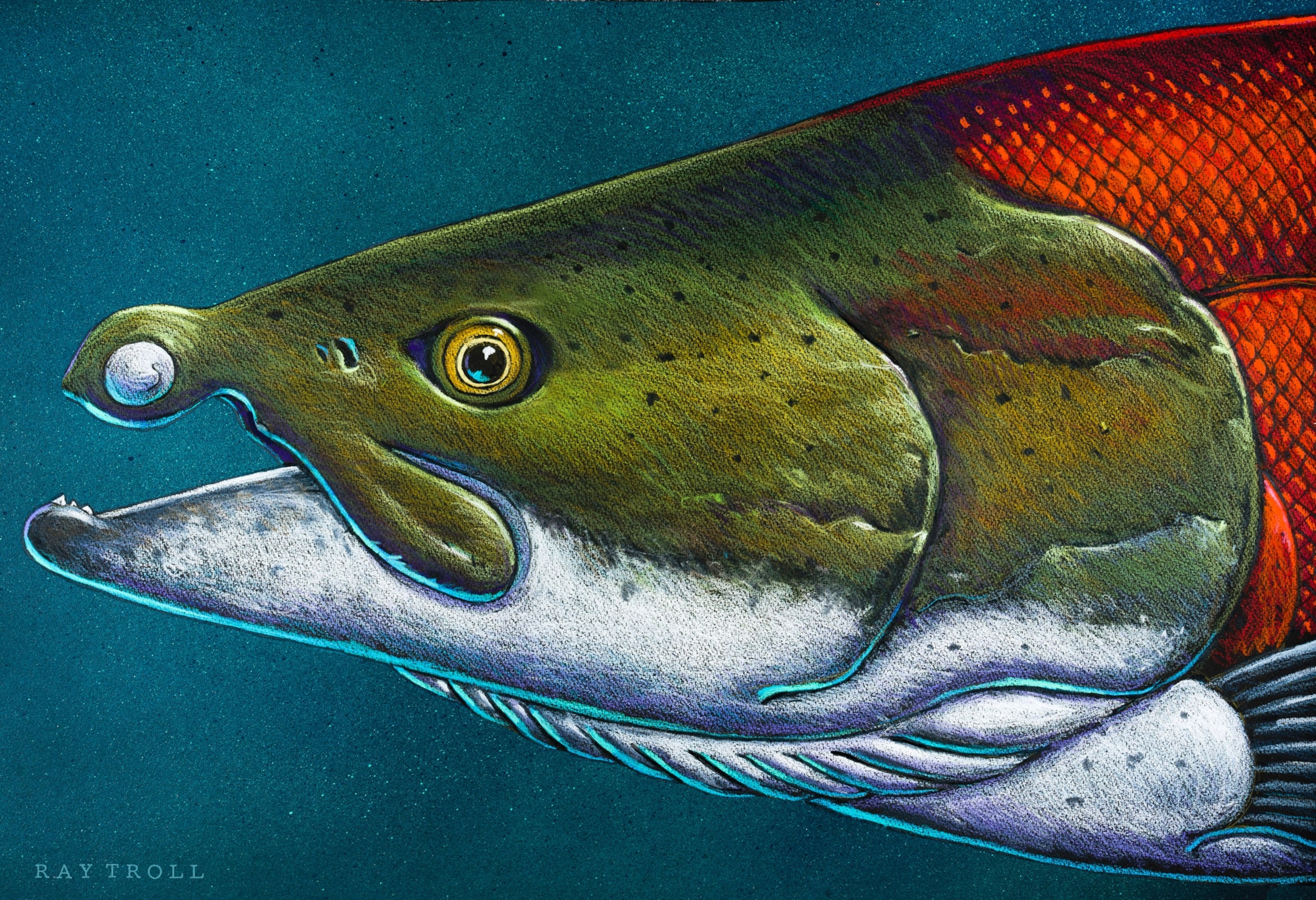 An illustration close up of the fish.