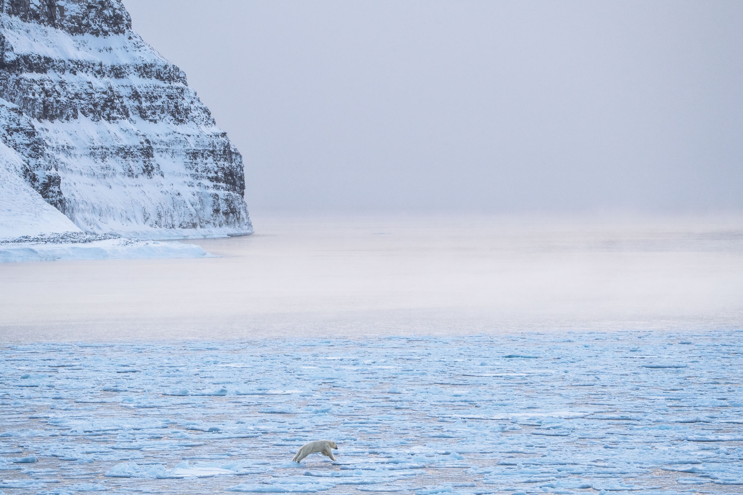 Picture of polar bear moving on the drift ice.