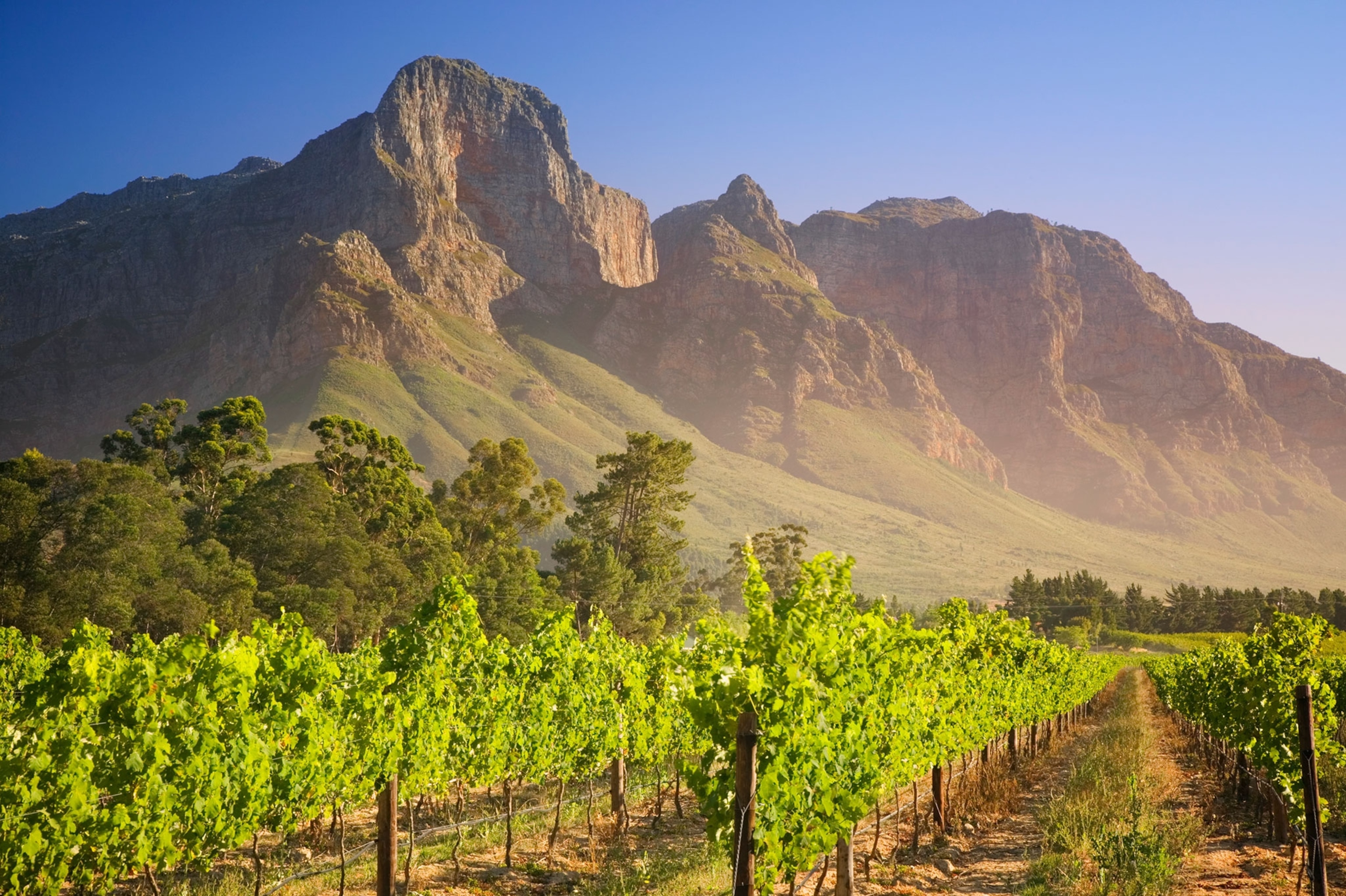 Rows of Grapevines at Vineyard with mountains in the background and a blue sky.