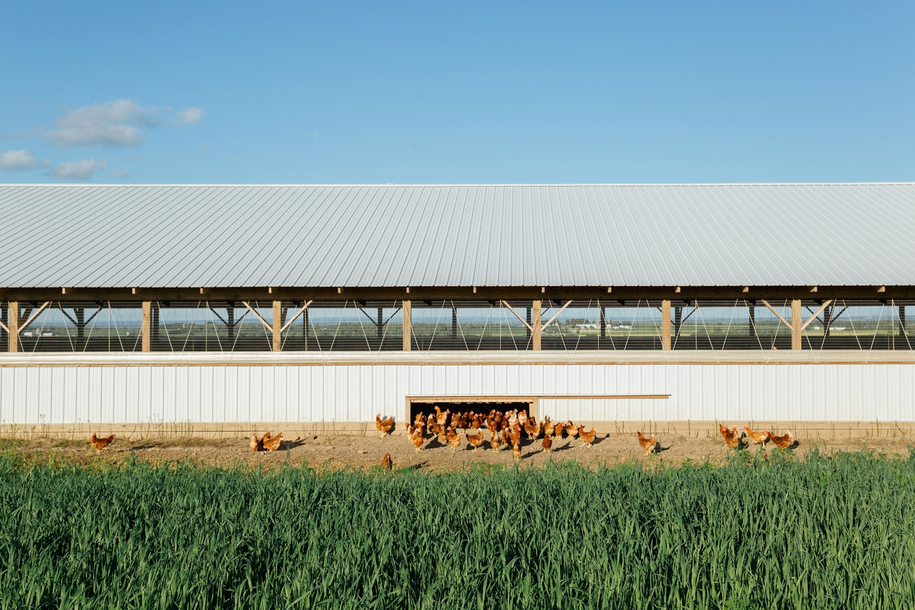 Hens are released into the pasture for the day