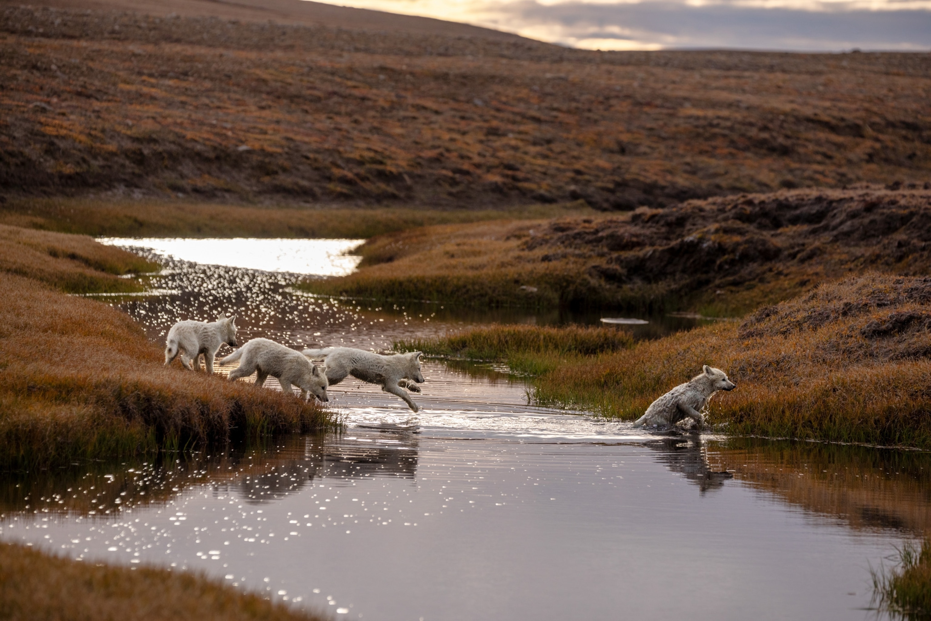 four wolf pups crossing a stream