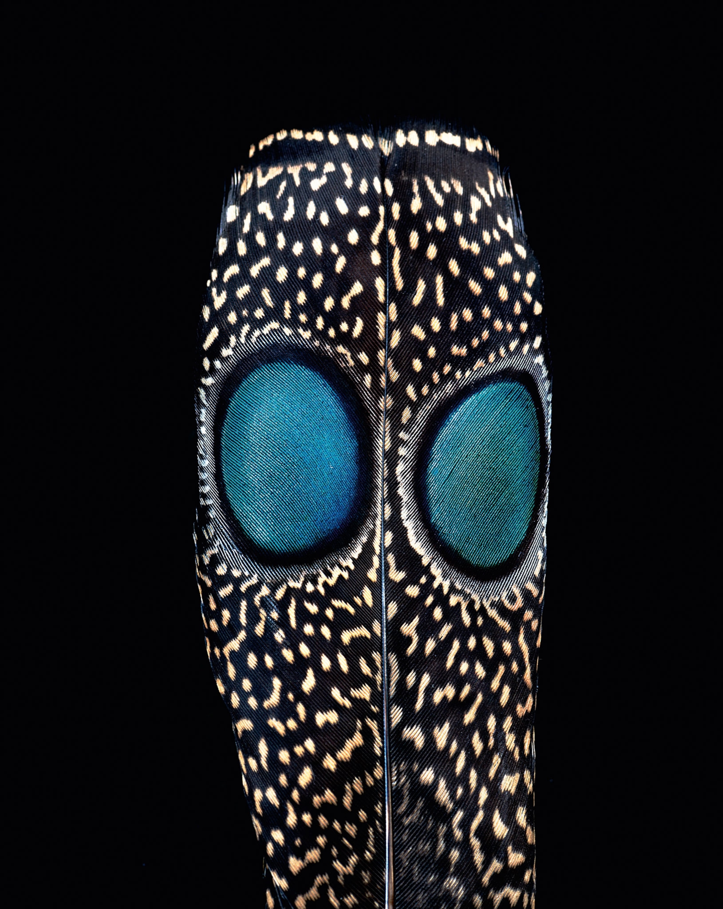 Grey Peacock-Pheasant feather