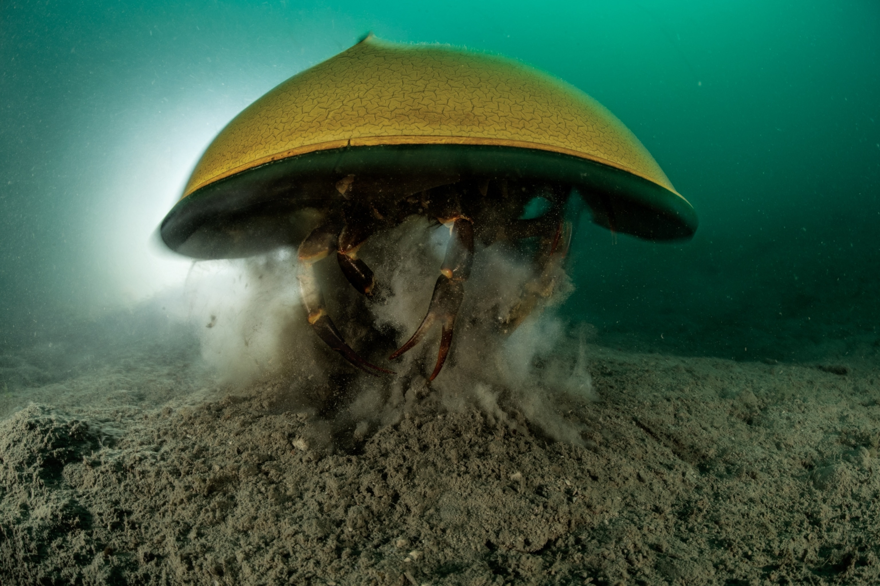 Picture of a tri-spine horseshoe crab jumping, leaving behind a large cloud of sediment.
