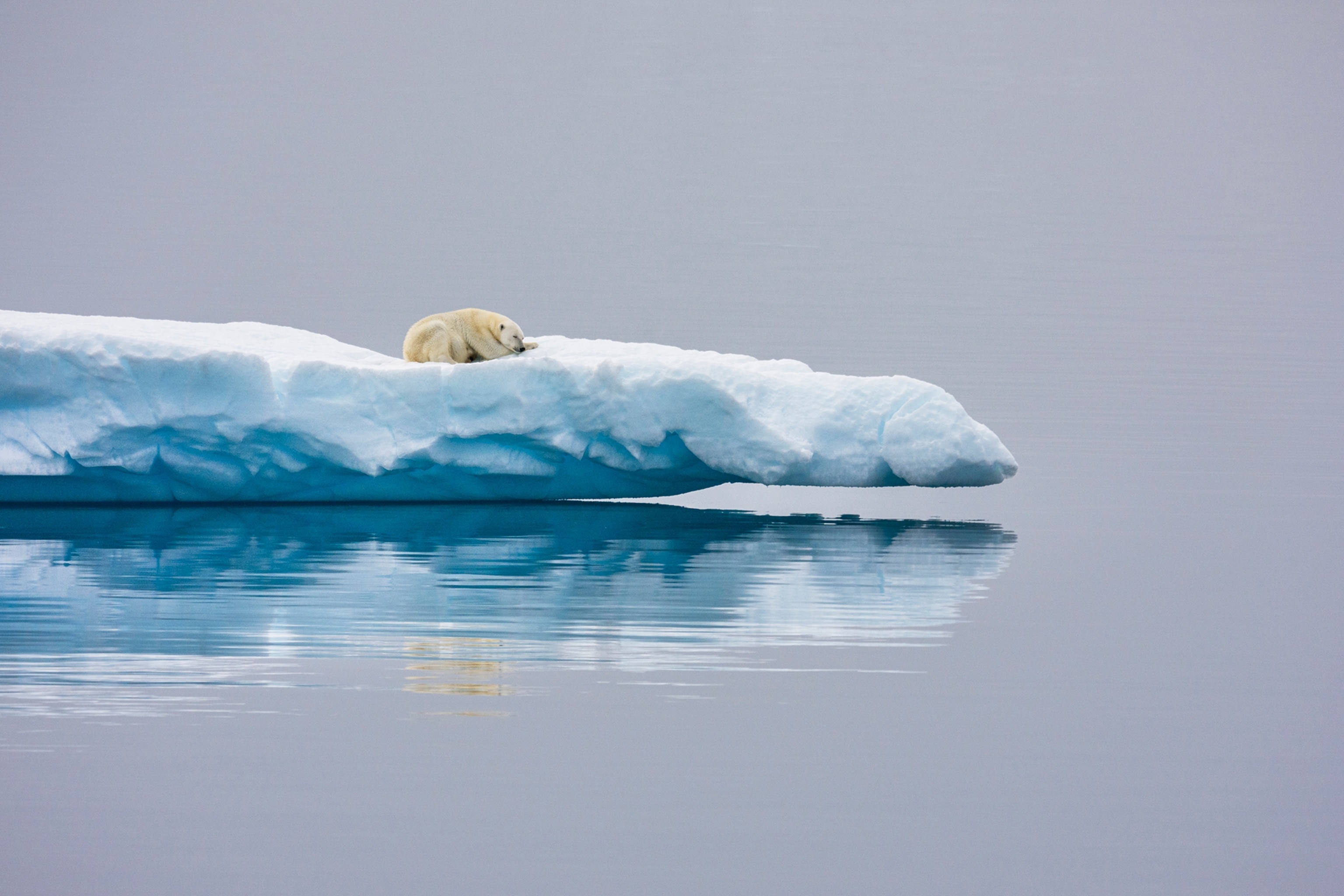 A lone polar bear resting on an ice flow in Ellesmere Island.