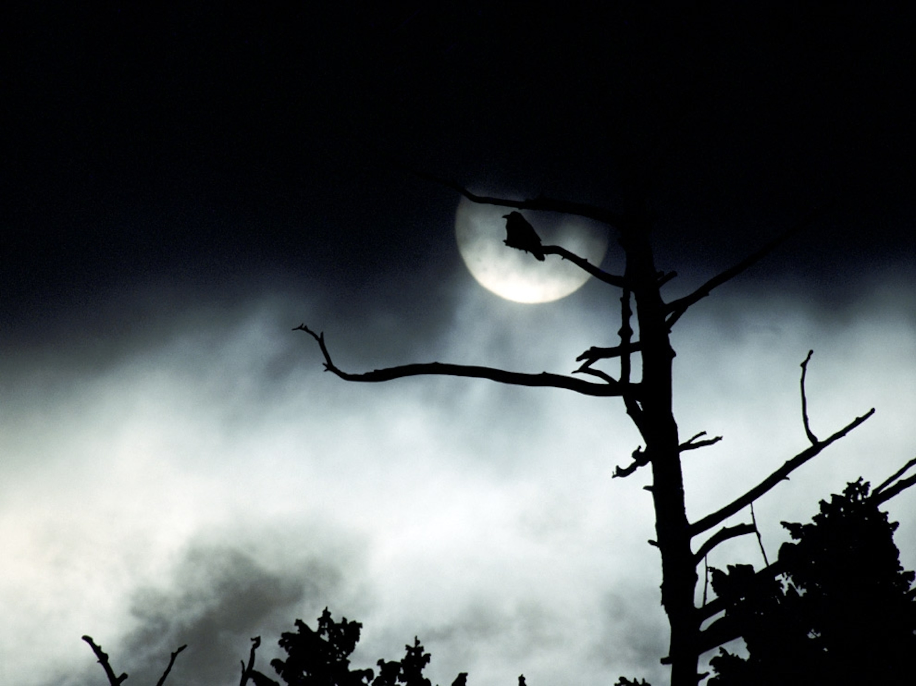Roosting bird silhouetted by moon
