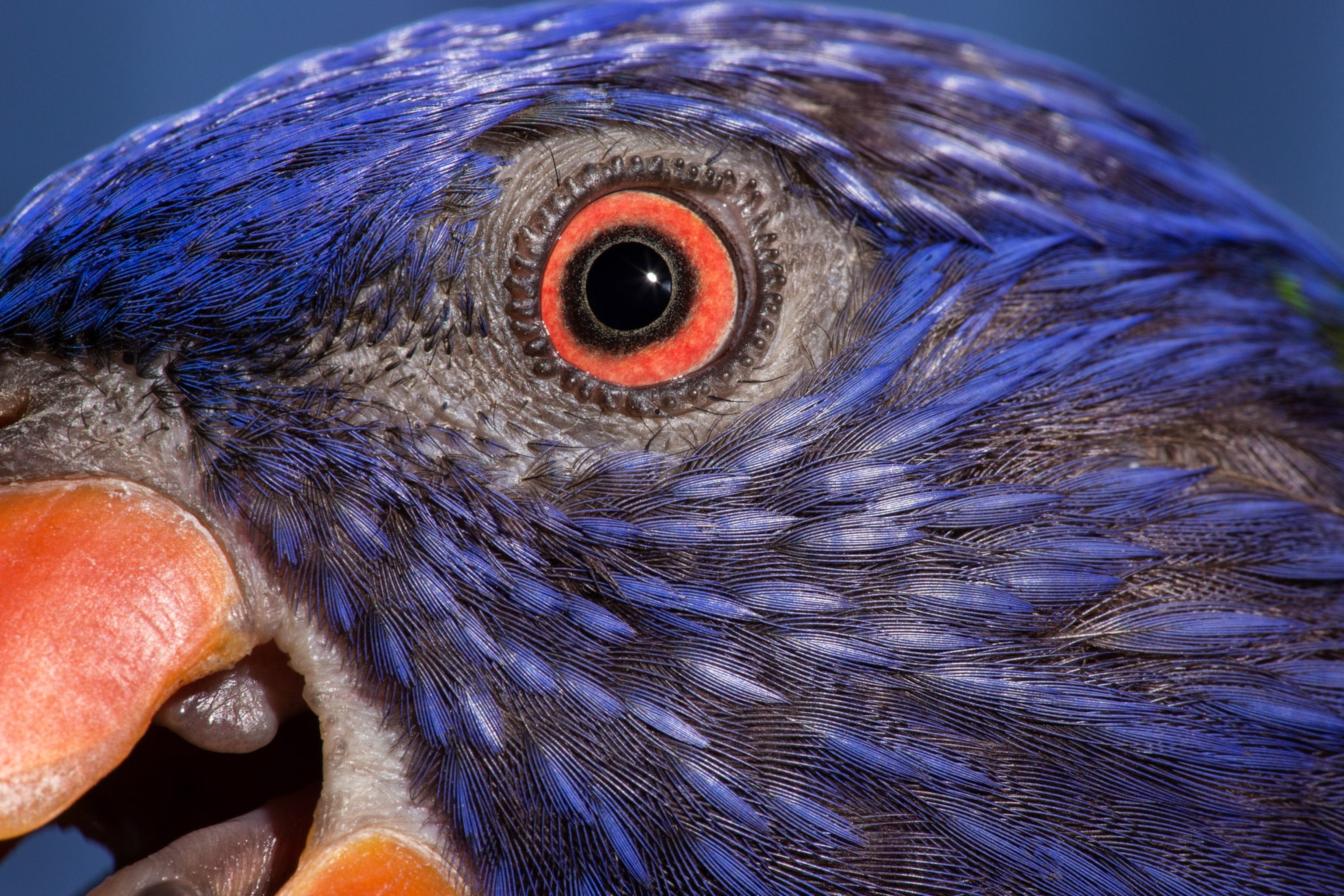 The eye of a lorikeet is surounded by purple blue feathers.