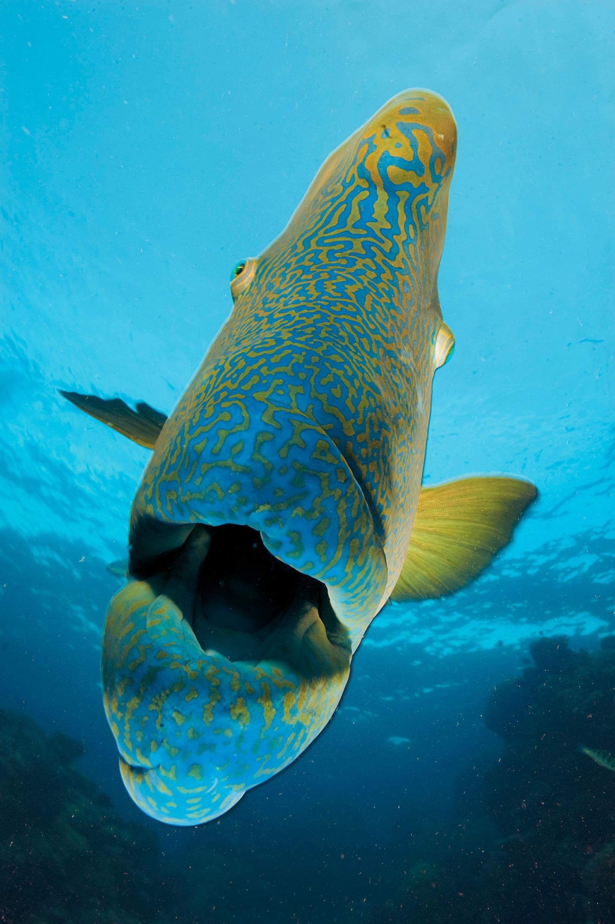 Great Barrier Reef