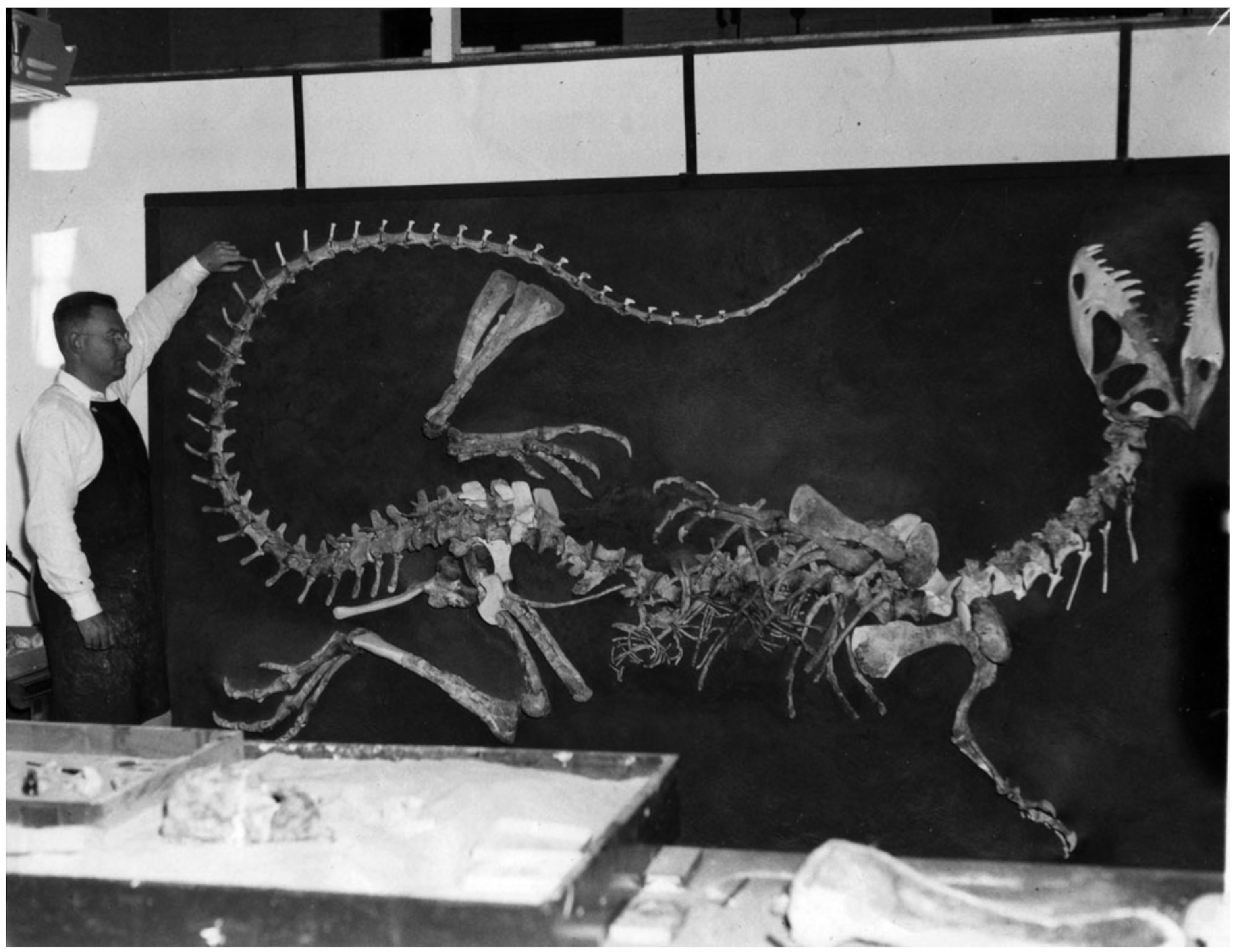 dilophsaurus bones