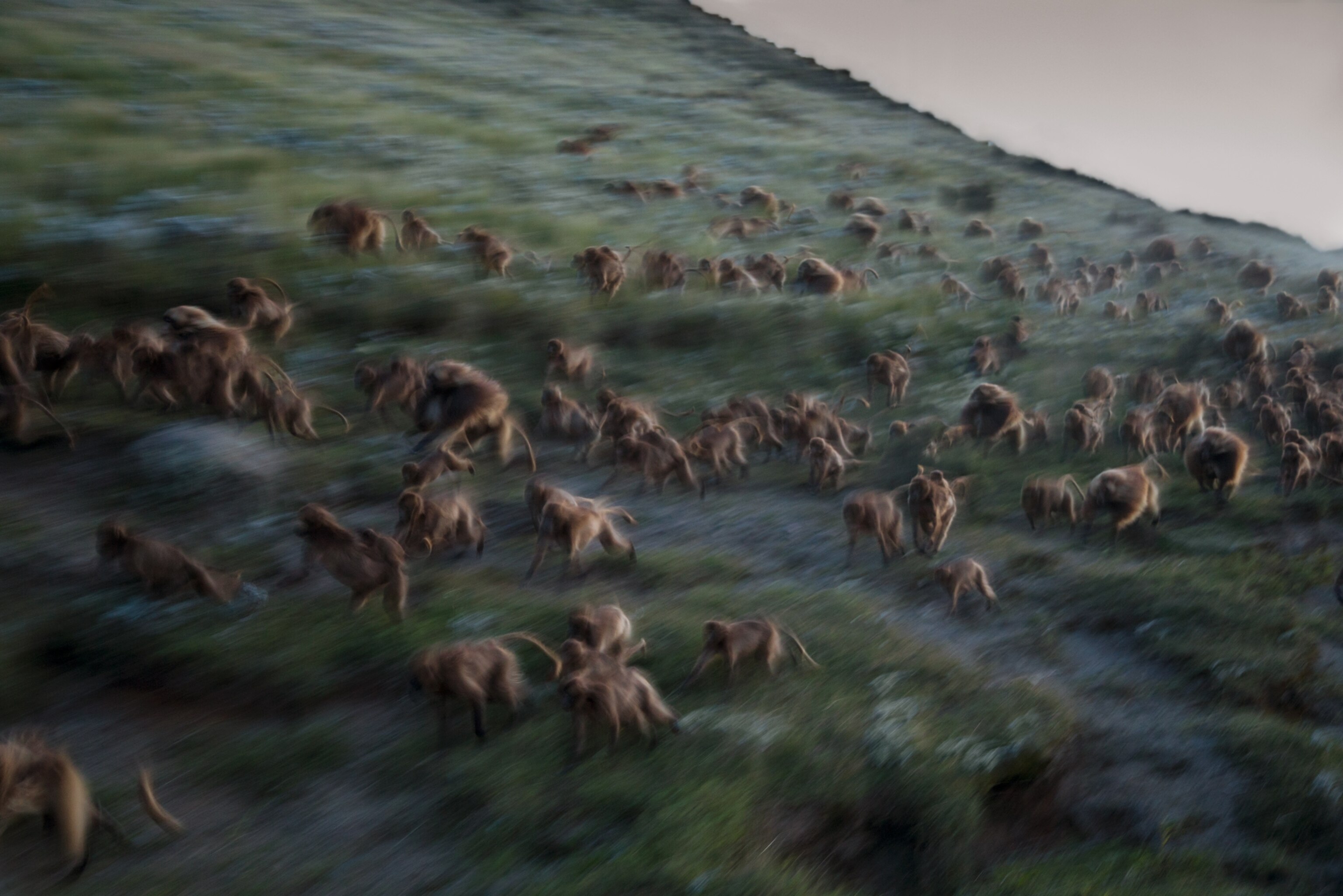 geladas running down a slope toward their sleeping cliffs shortly after sunset