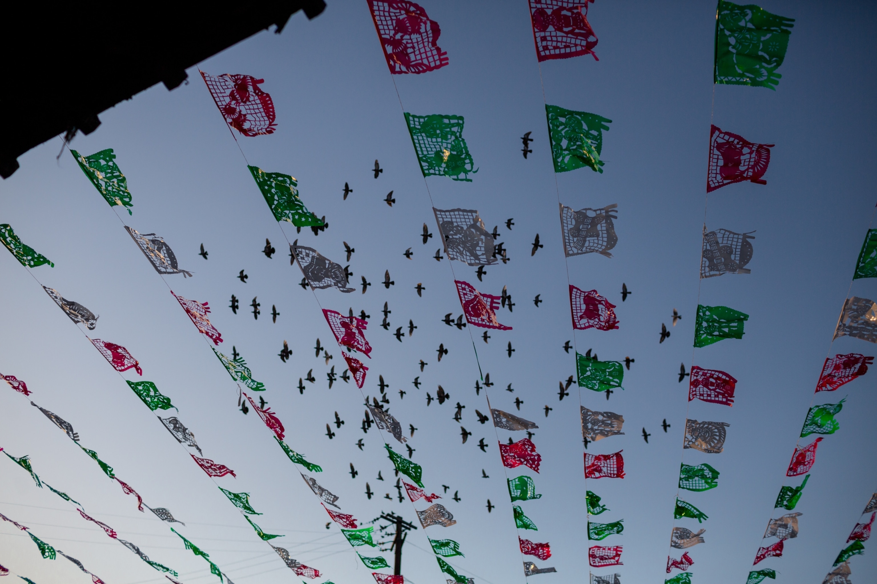 birds flying over banners of red, white and green