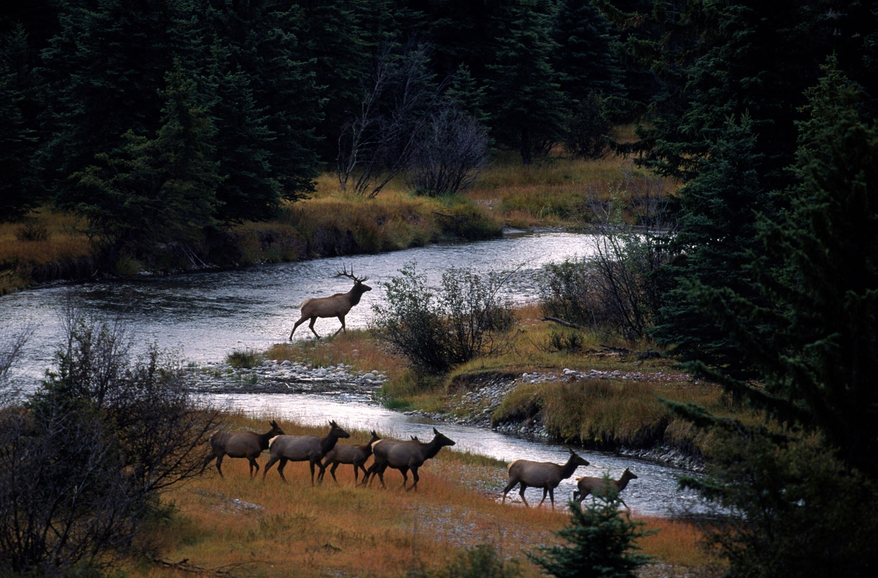 a bull elk and his herd in the bottoms of the Snake River