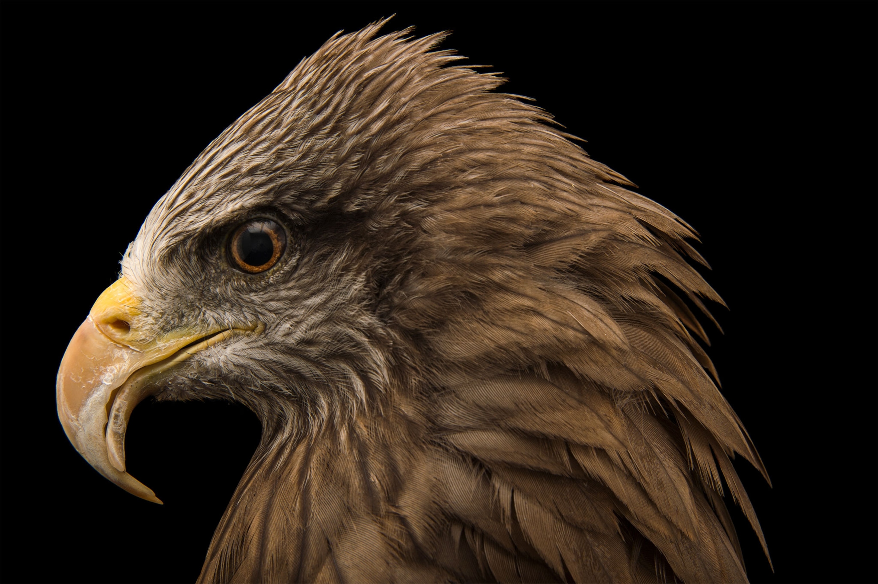 a black kite
