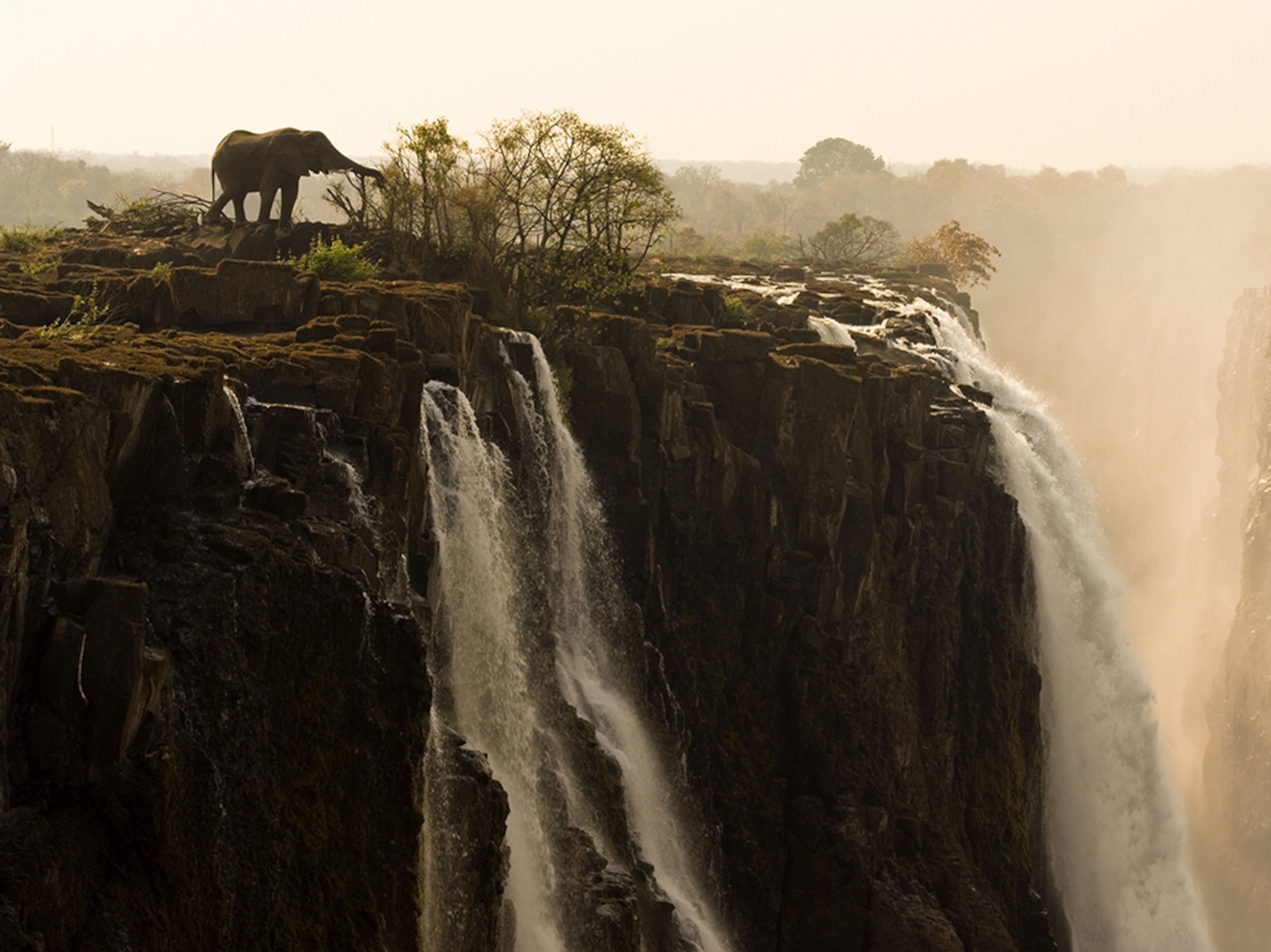 elephant eating from tree atop Victoria Falls