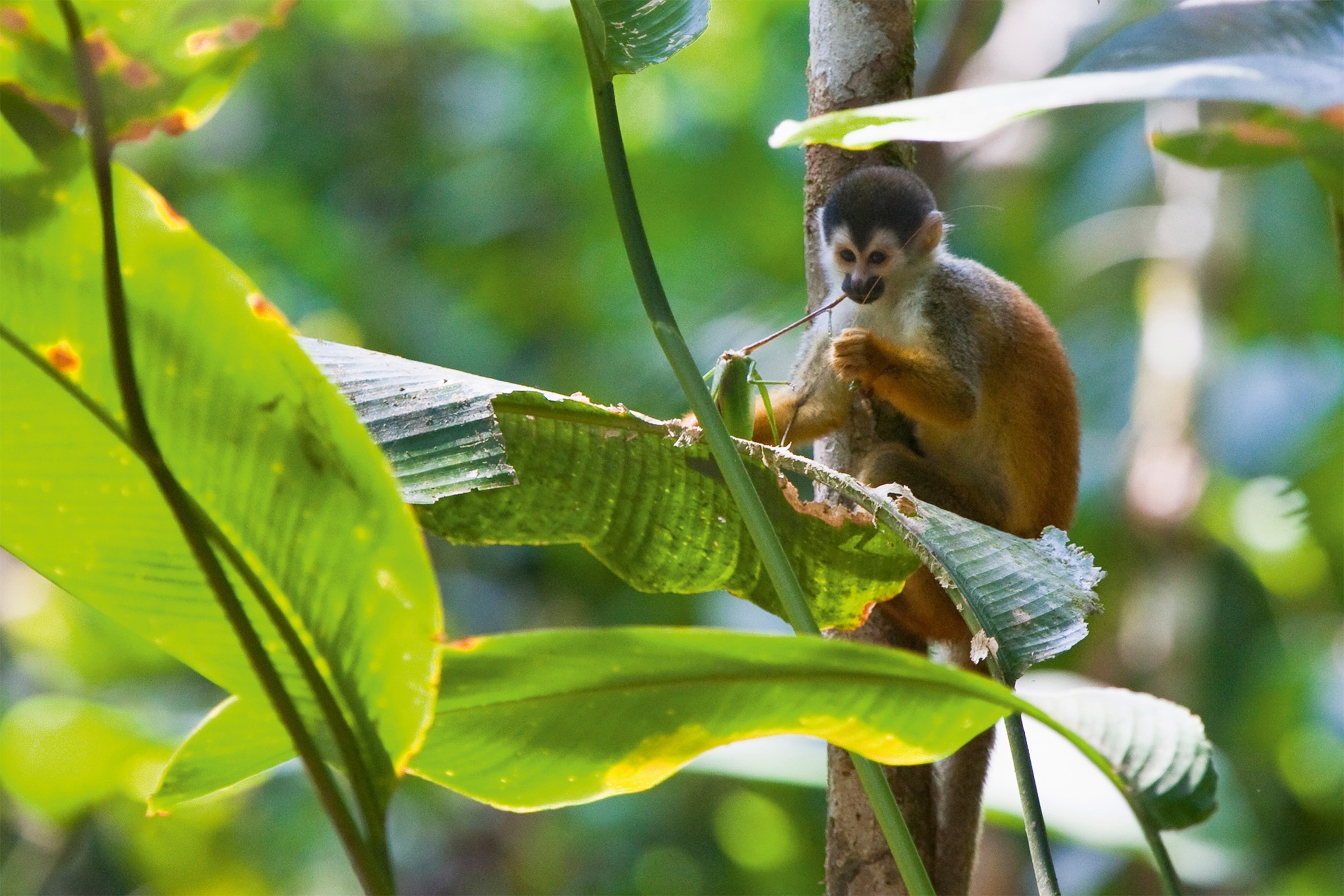 Black-crowned Central American squirrel monkey is an endangered species that lives in the forests of Panama and Costa Rica.