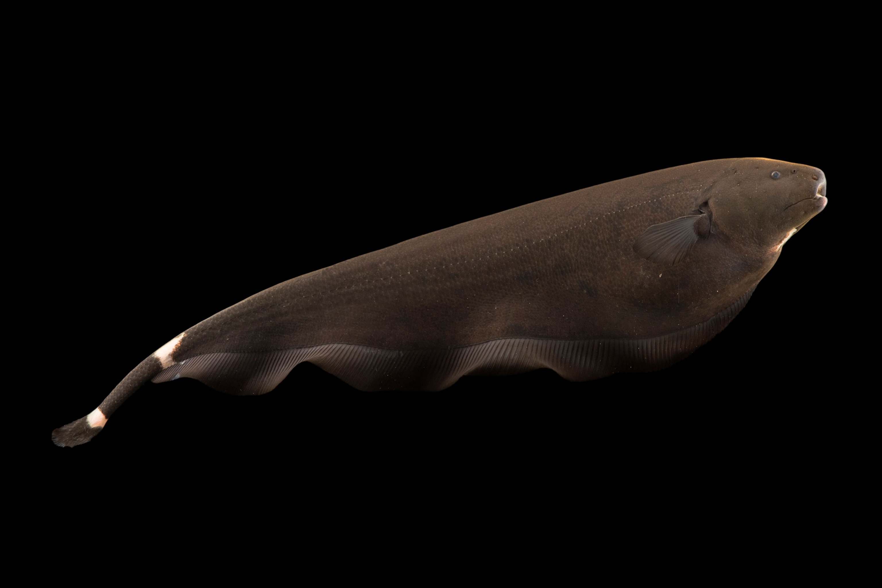 a black ghost knife fish